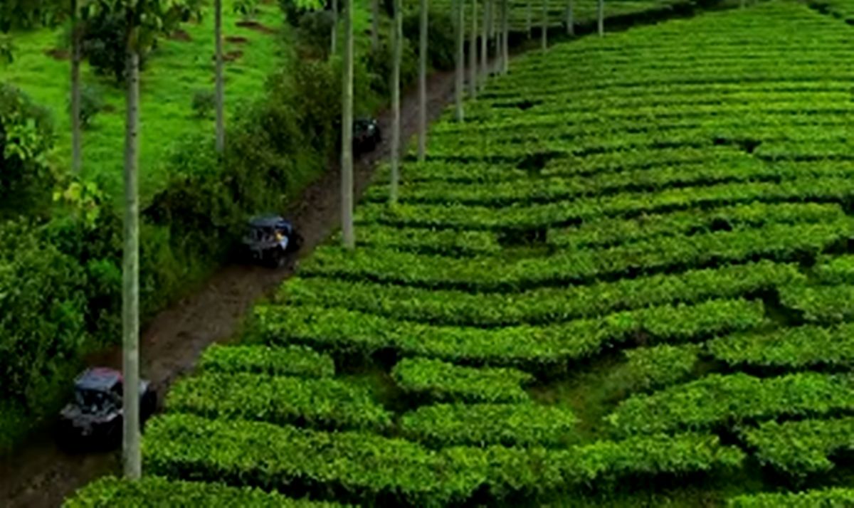 Suasana adventure para agrowisata perkebunan teh Gunung Mas, Bogor.