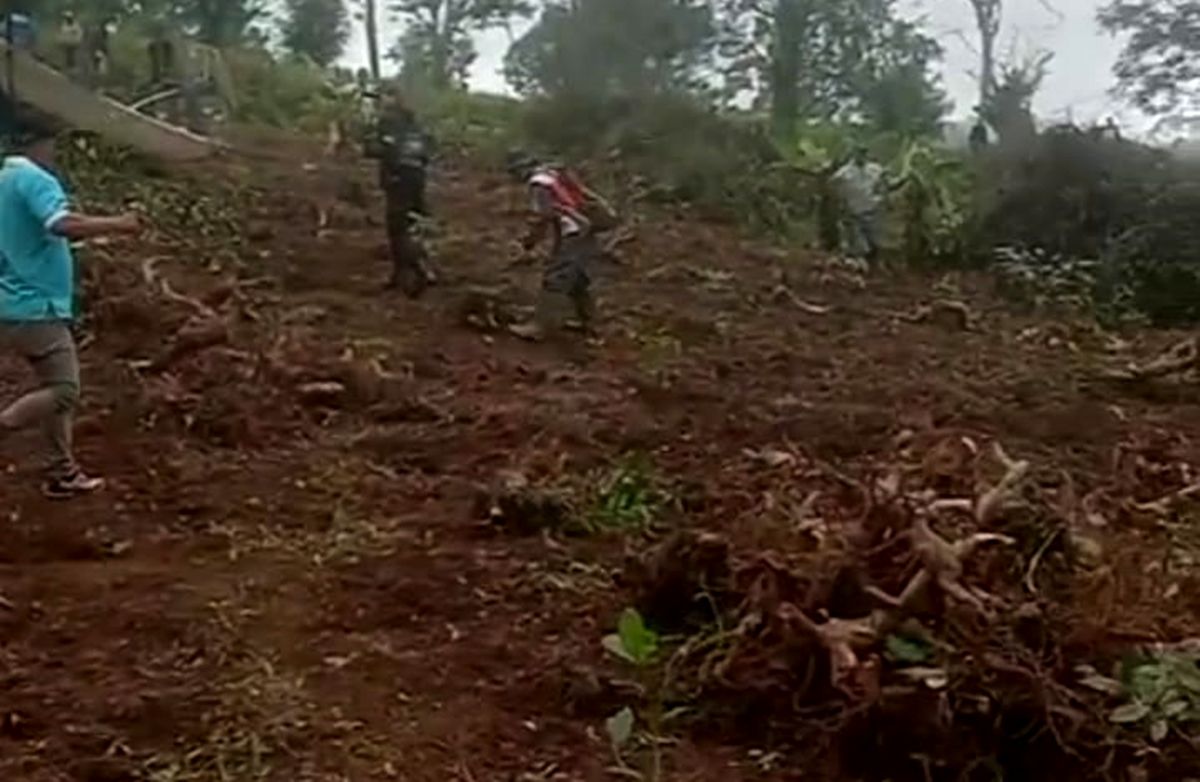 Manajemen PTP I Regional 2 agrowisata perkebunan teh Gunung Mas, Puncak, Bogor melakukan penanaman kembali pada areal tanaman teh di Afdeling Cikopo Selatan, Megamendung, yang mengalami okupasi.
