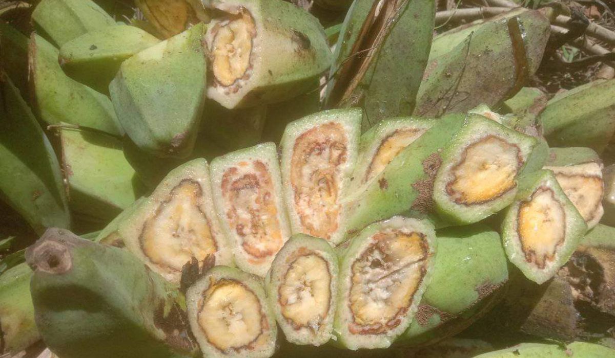 Penyakit darah pisang yang menyerang 16 kecamatan di Kabupaten Ende, NTT.
