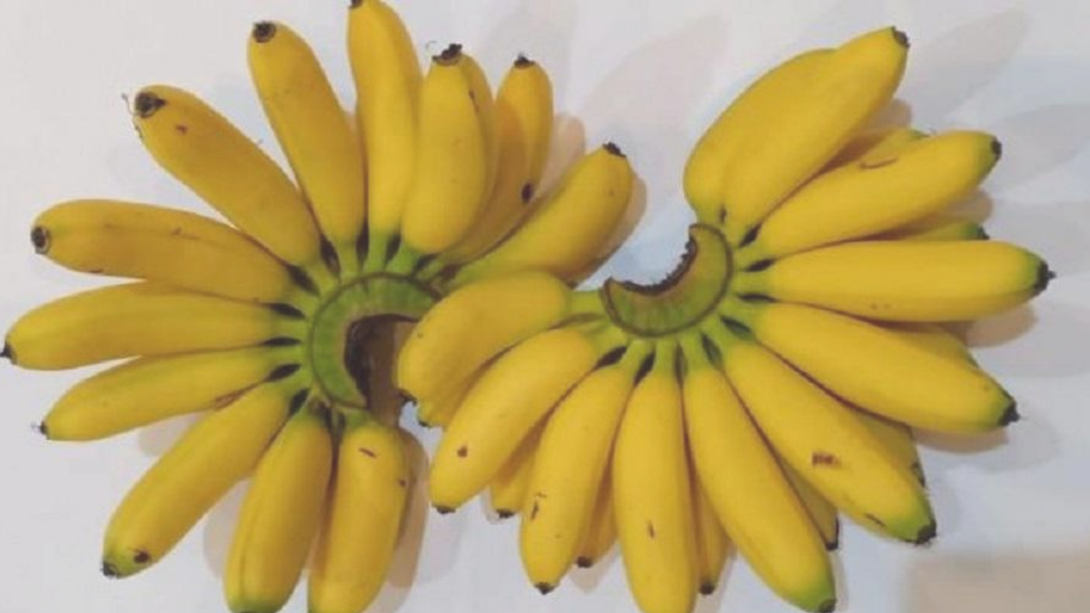 Buah pisang kaya akan manfaat, tapi hati-hati, tidak boleh dikonsumsi berlebih, ada efek sampingnya