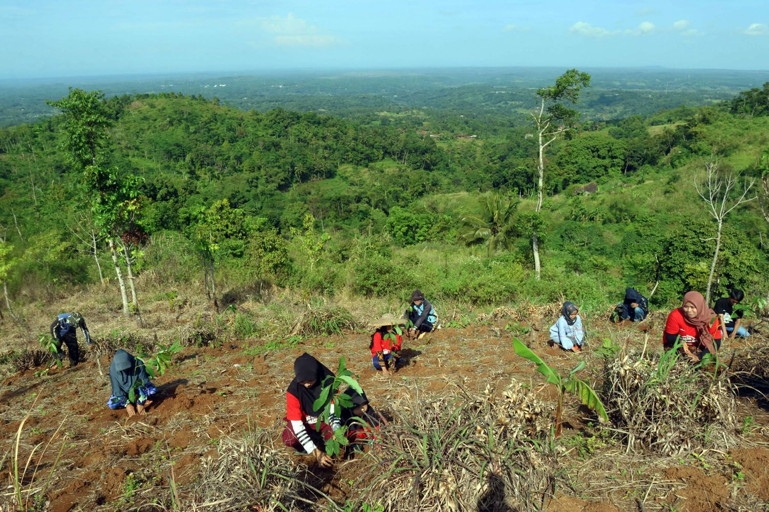 Wow, Telkom Melaksanakan Pemulihan Lahan Kritis di 4 Provinsi Seluas 82,1 Ha melalui 33.800 Bibit Pohon