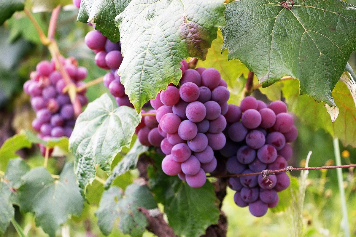 Ilustrasi buah anggur.