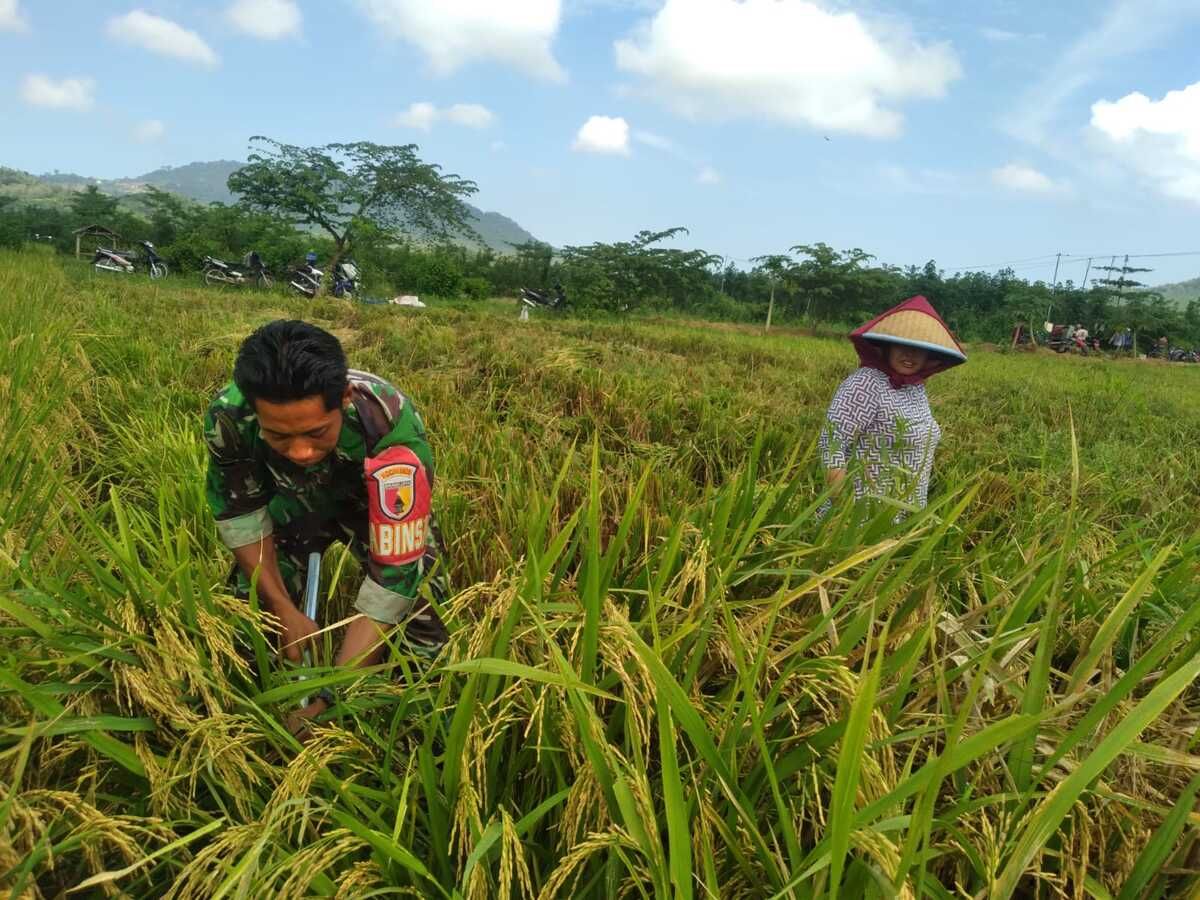 Babinsa Gambiran Bantu Sukseskan Ketahanan Pangan