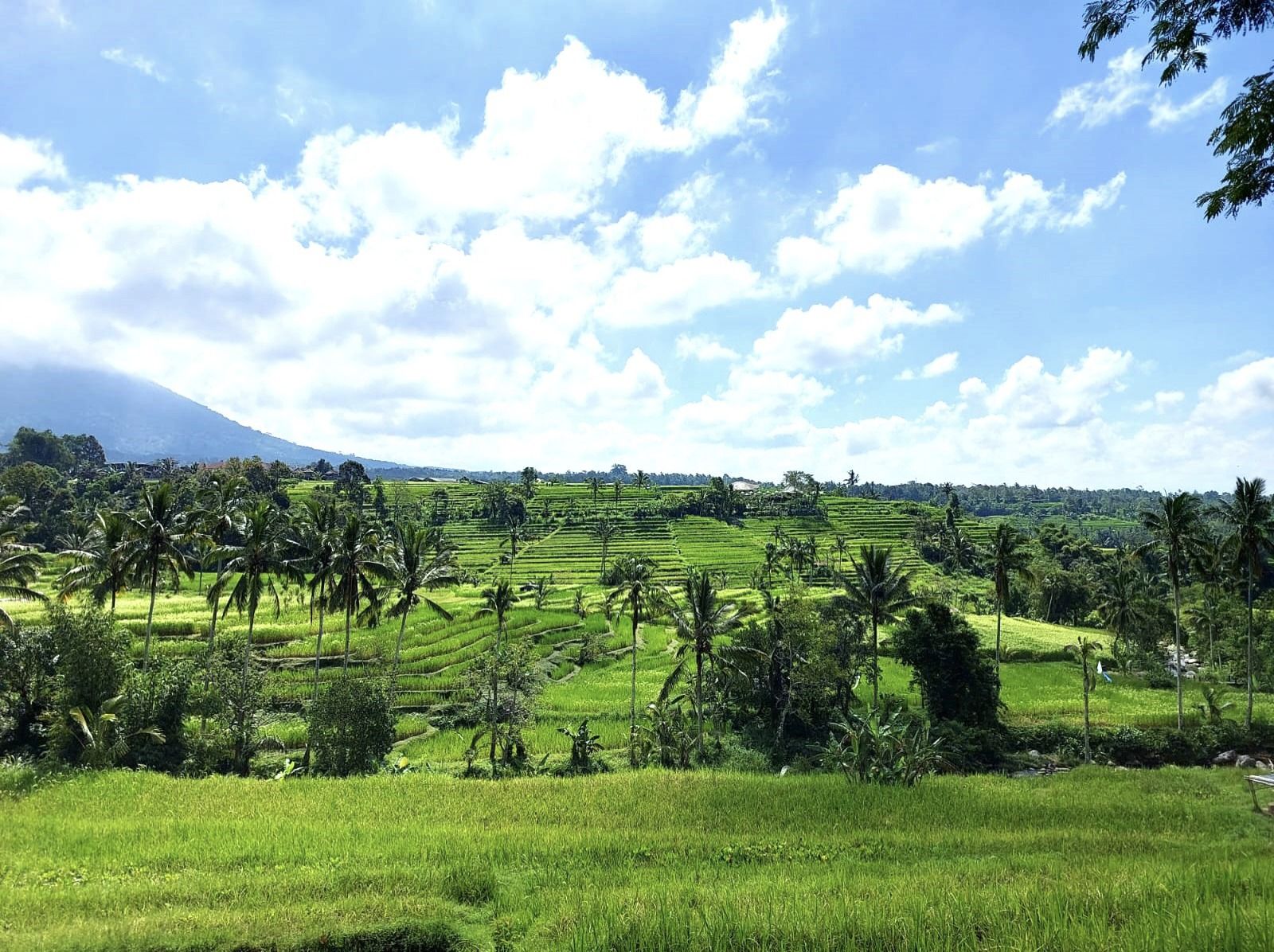 Persawahan di Desa Jatiluwih, Tabanan, Bali.