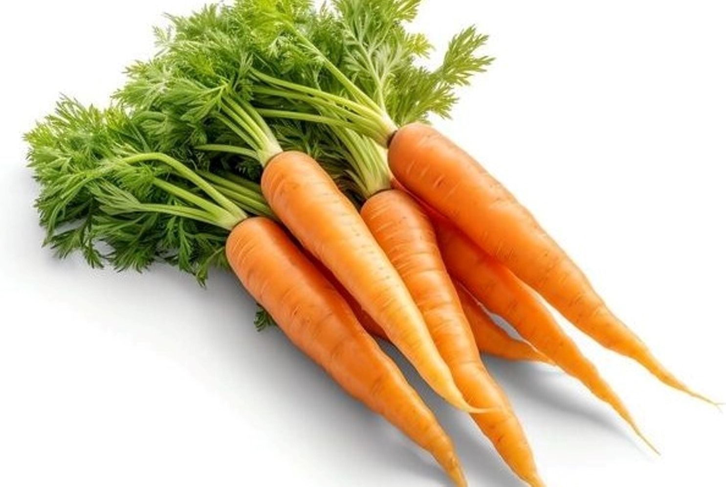 Sayuran wortel/
