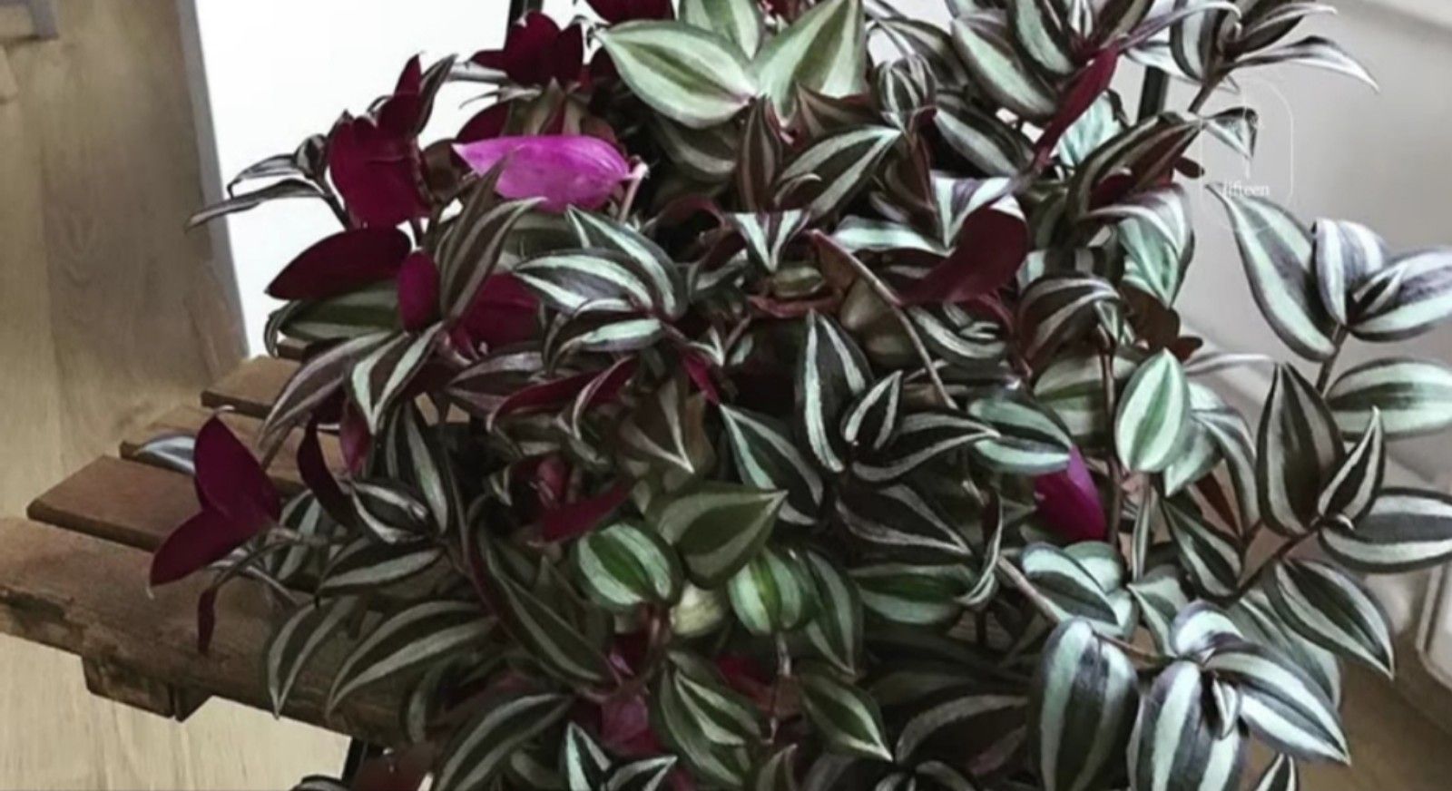 Zebrakraut, tanaman hias berdaun ungu/tangkapan layar youtube/channel Neo Official 