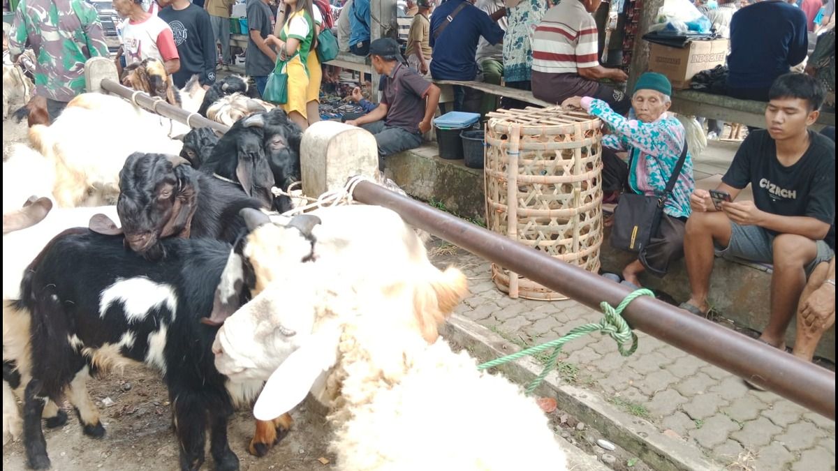 Marto Suwiryo penjual keranjang kambing di pasar hewan Ajibarang