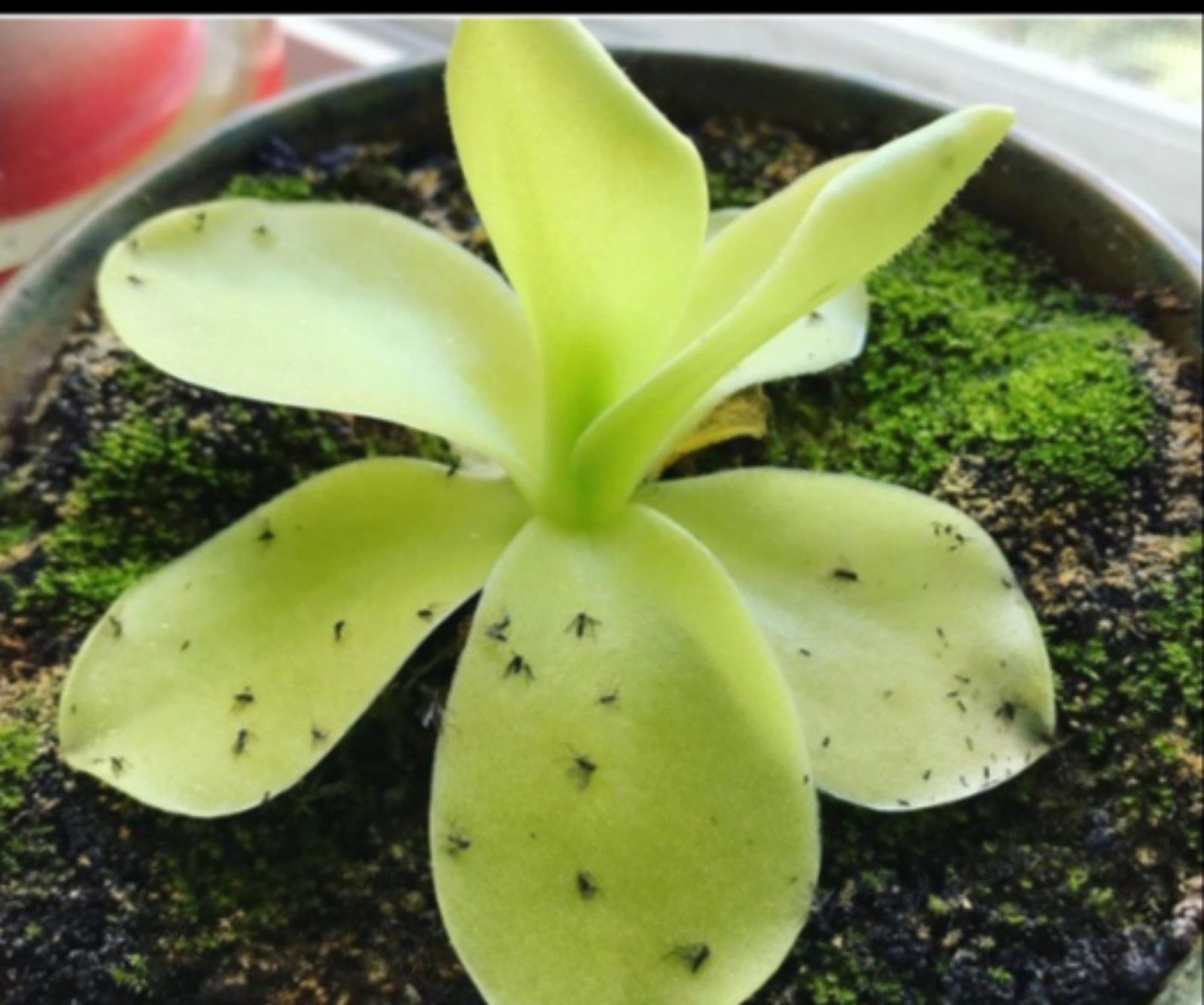 Butterwort, tanaman hias berbulu/tangkapan layar youtube/channel Neo Official 