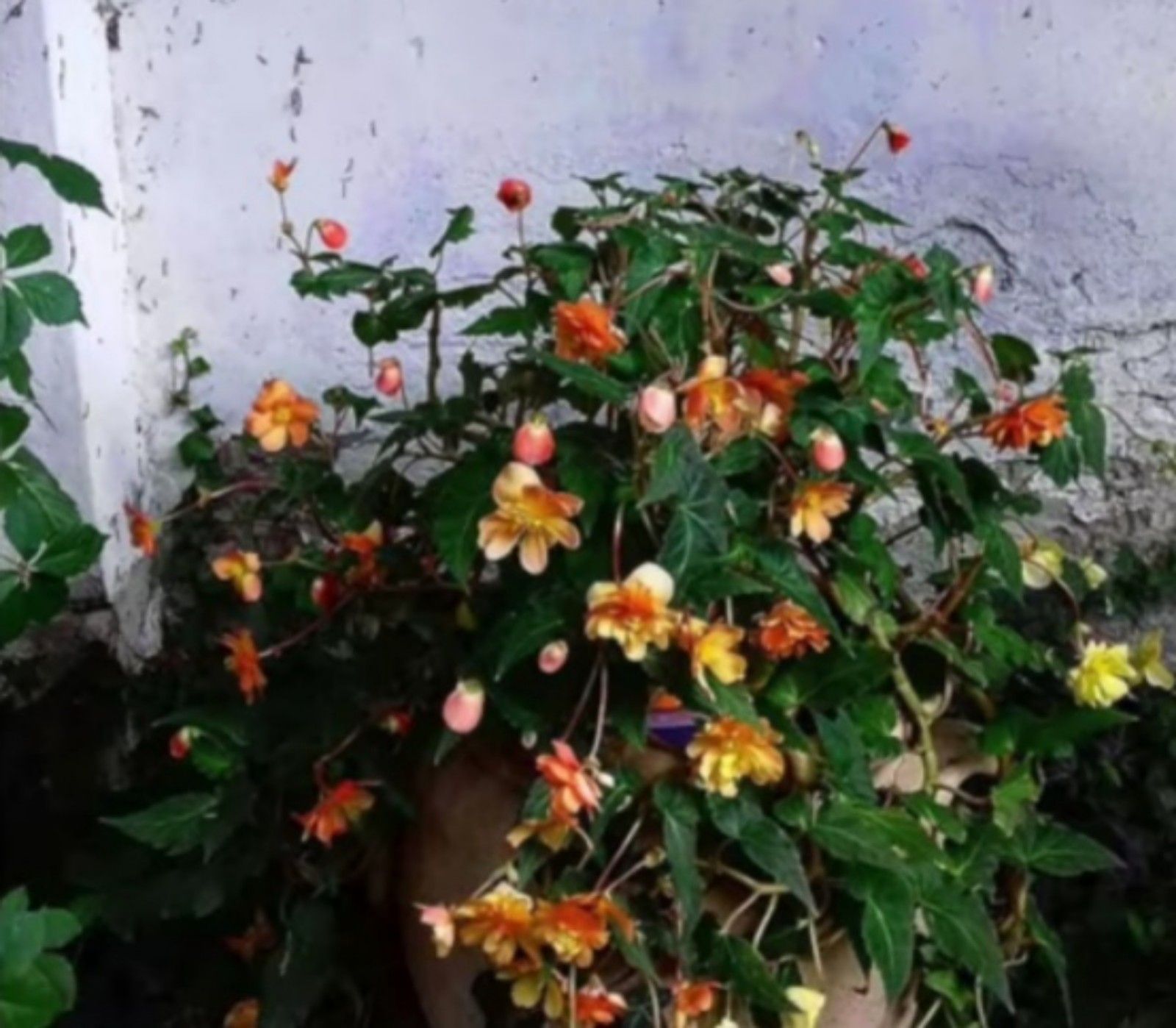 Begonia Shrubs, tanaman hias berbulu/tangkapan layar youtube/channel Neo Official 
