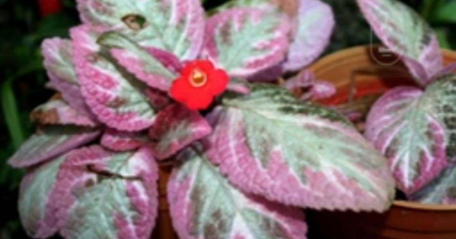 Episcia Cupreata, tanaman hias berdaun pink/tangkapan layar youtube/channel Neo Official 