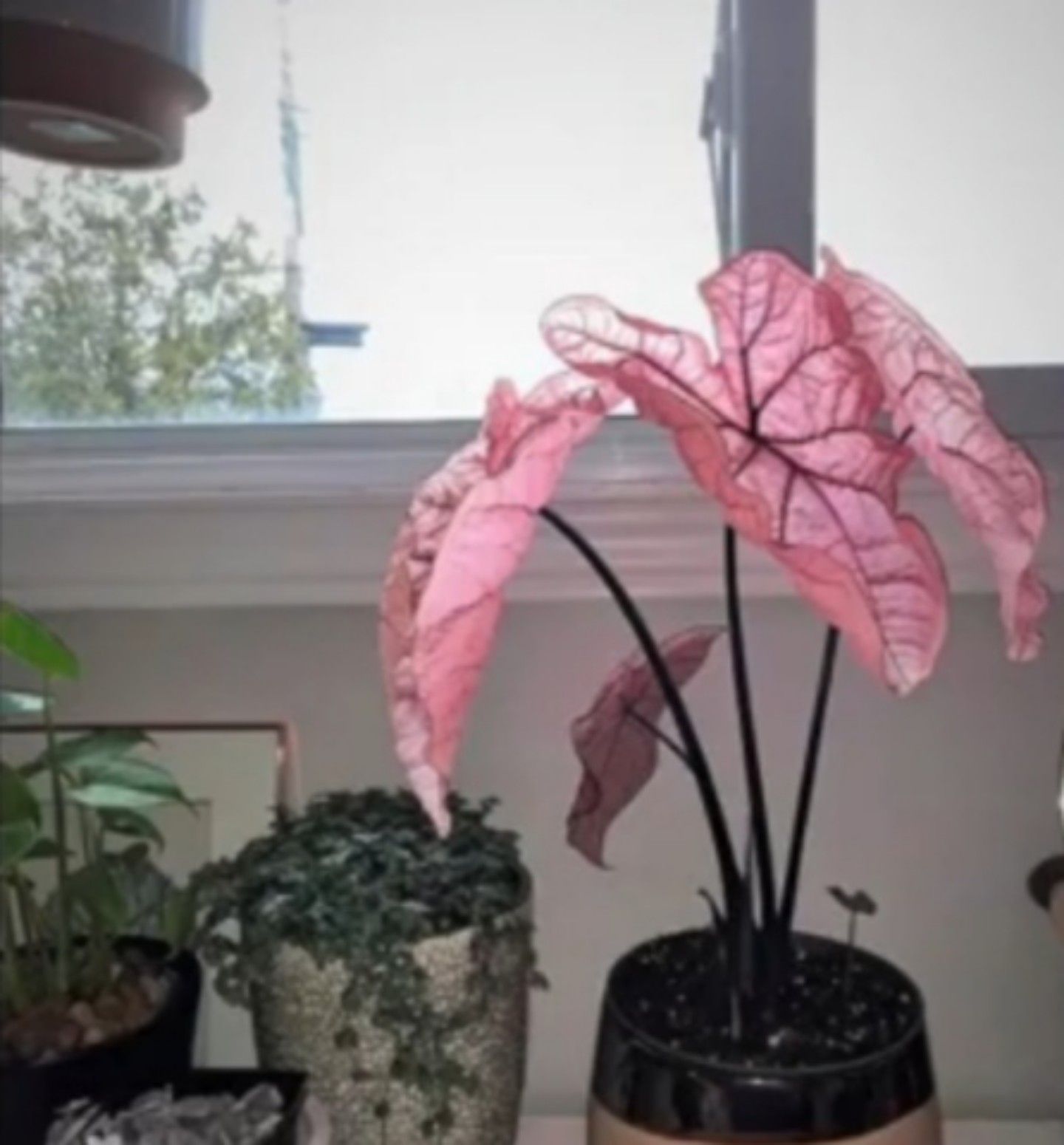 Caladium Pretty Pink, tanaman hias berdaun pink/tangkapan layar youtube/channel Neo Official 