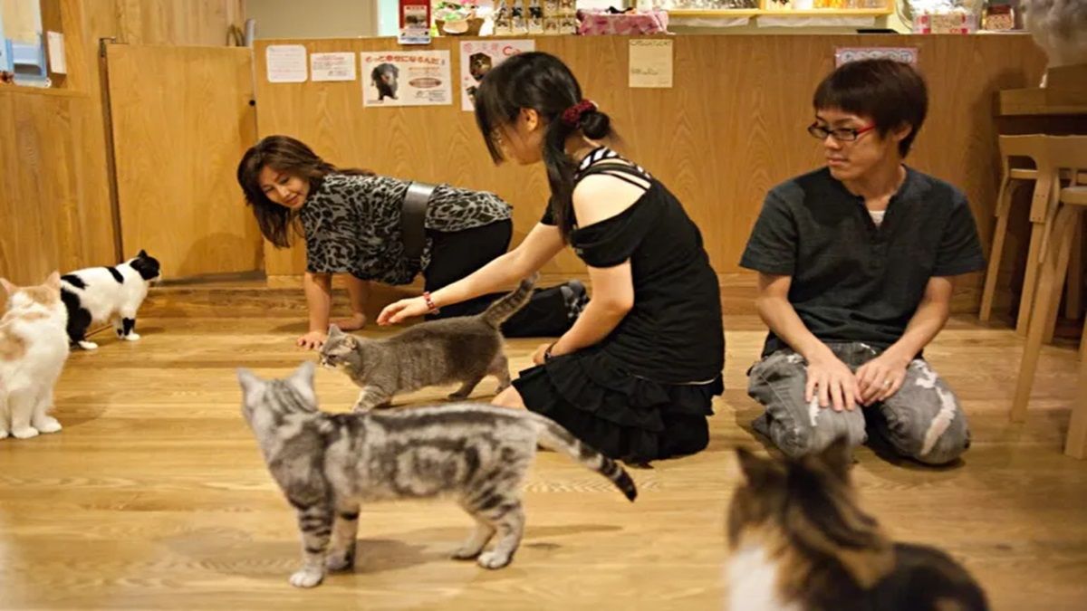 Sekelompok anak muda bermain dan berinteraksi dengan anabul di Kafe Kucing Osaka, Jepang.*  