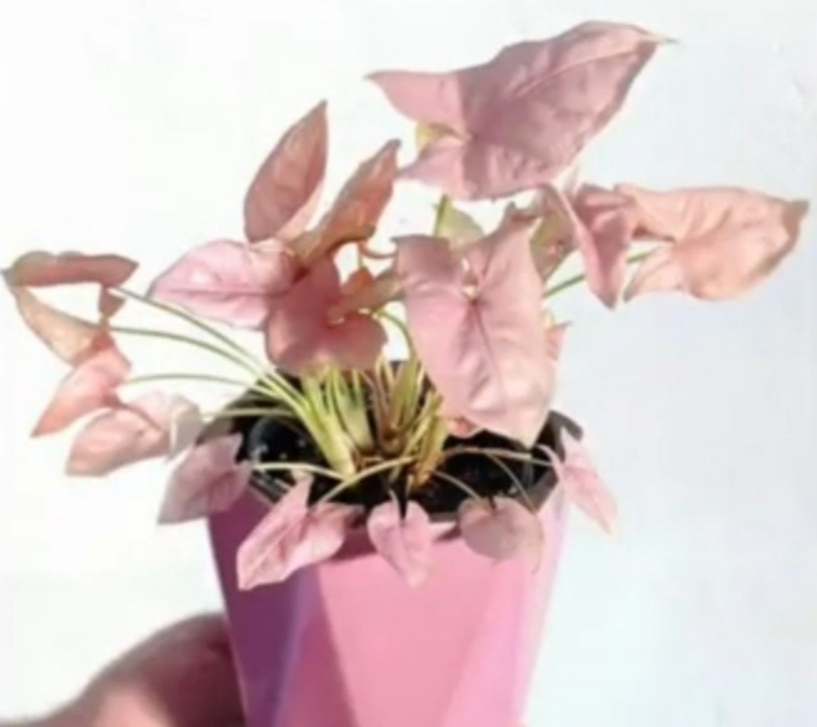Syngonium Pink Neon, tanaman hias berdaun pink/tangkapan layar youtube/channel Neo Official 