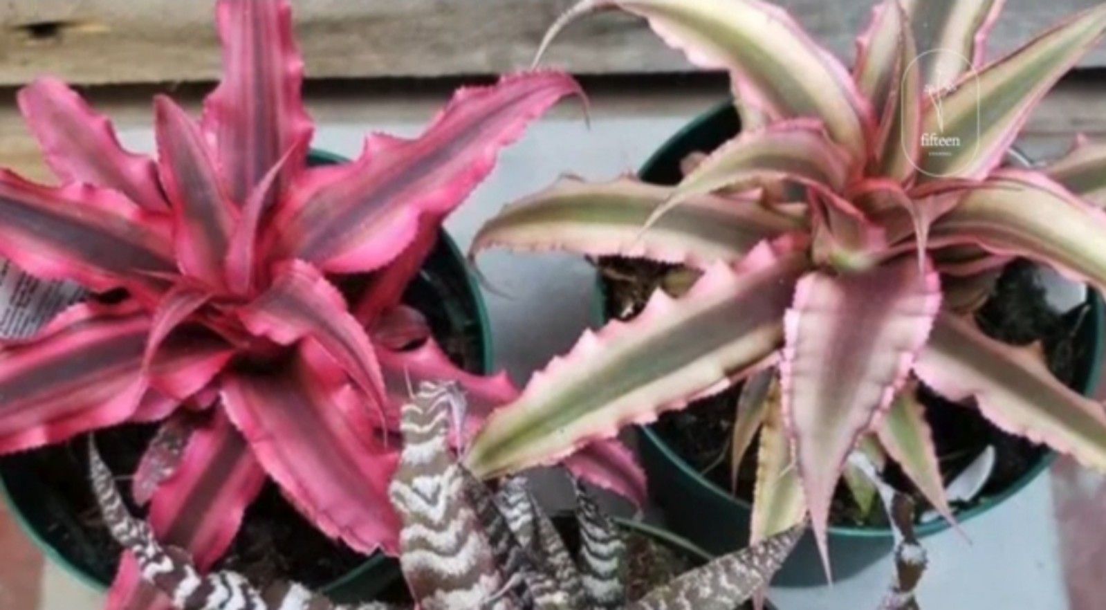 Cryptanthus Pink Starlight, tanaman hias berdaun pink/tangkapan layar youtube/channel Neo Official 