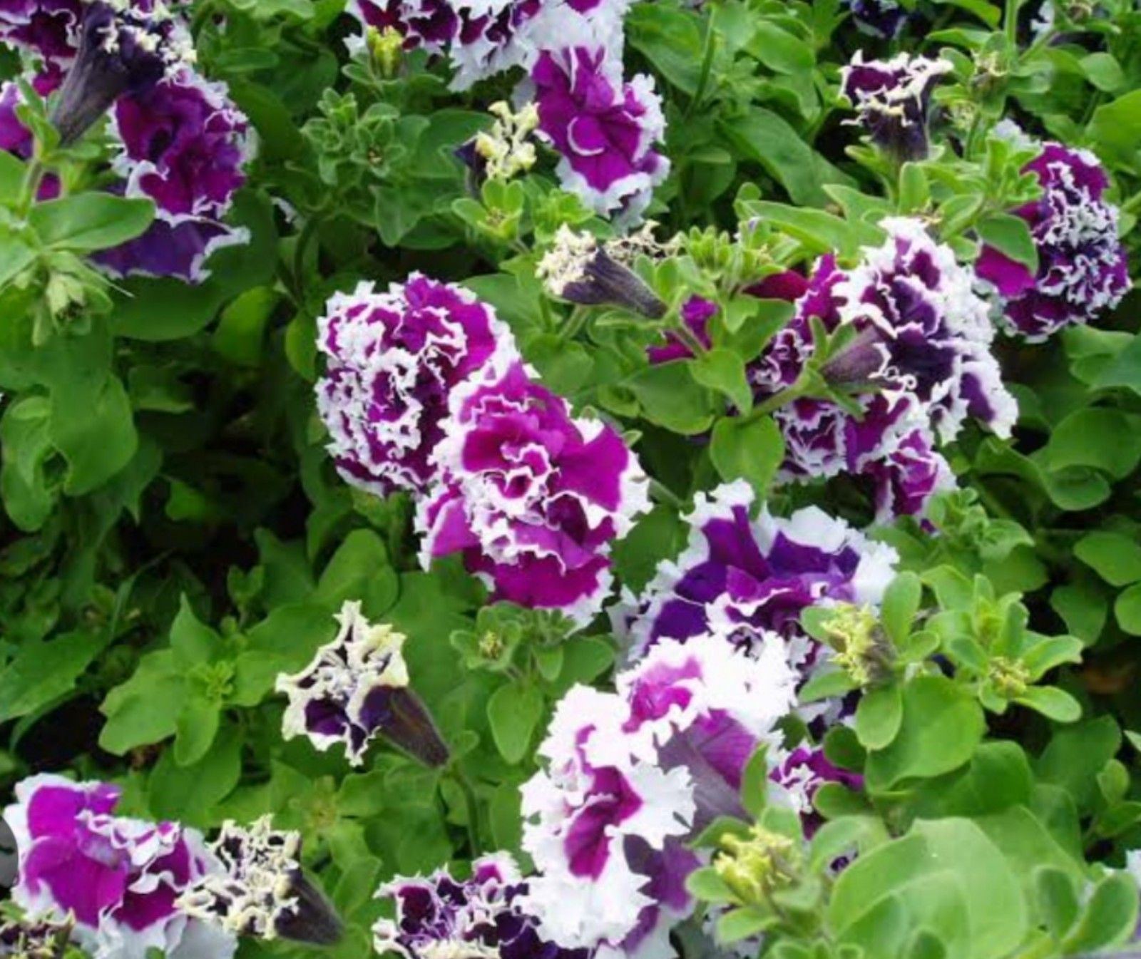  Petunia Purple Pirouette, tanaman hias berbunga cantik dan indah/tangkapan layar youtube/channel Neo Official 