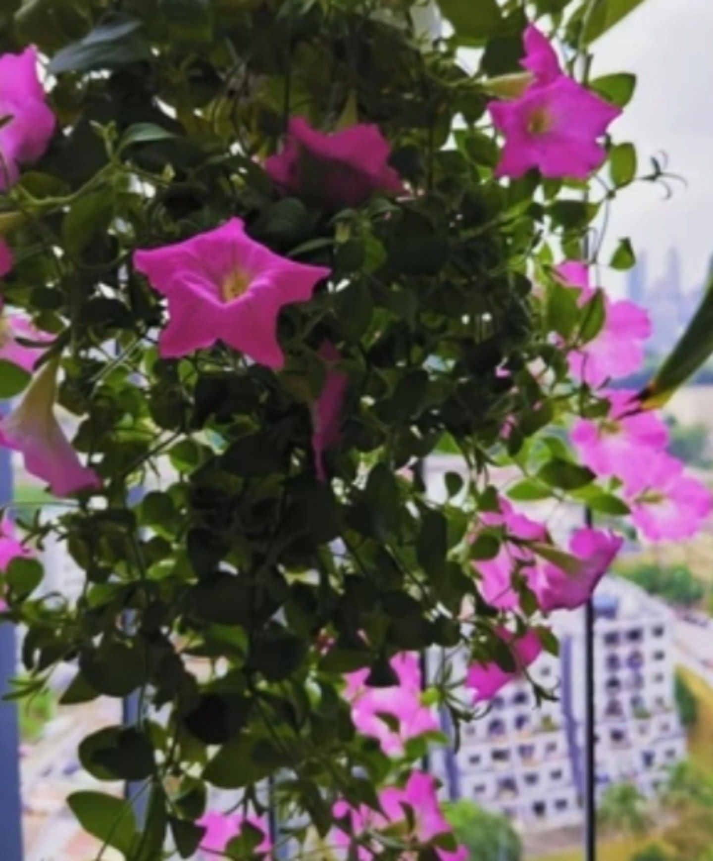 Petunia Mini Rose Blast Pink, tanaman hias berbunga cantik dan indah/tangkapan layar youtube/channel Neo Official 