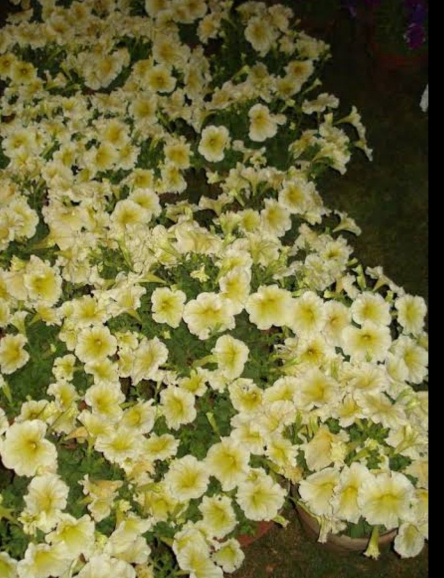 Petunia Prism Sunshine, tanaman hias berbunga cantik dan indah/tangkapan layar youtube/channel Neo Official 