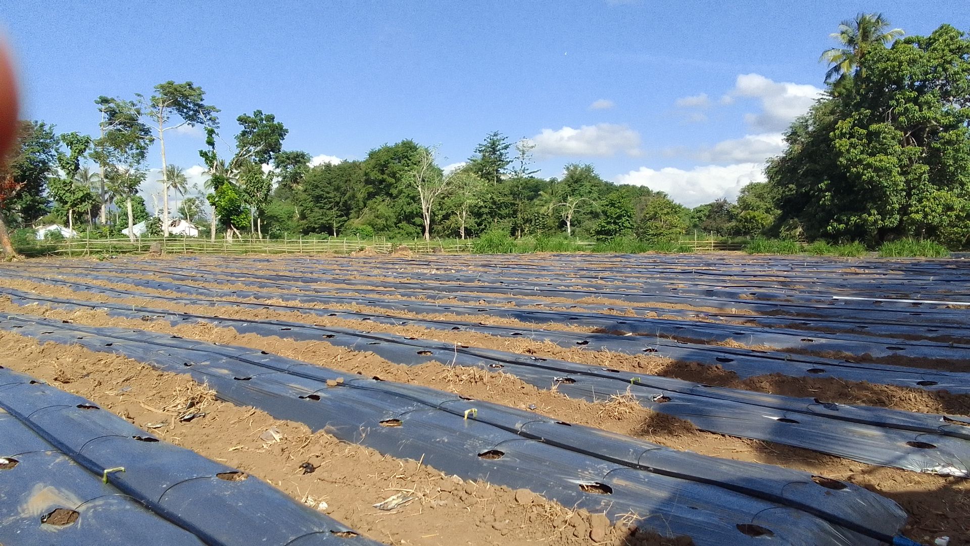 Lahan kebun tomat Kelompok Bia'e Desa Oekopa, Kecamatan Biboki Tanpah, Kabupaten Timor Tengah Utara, Nusa Tenggara Timur 