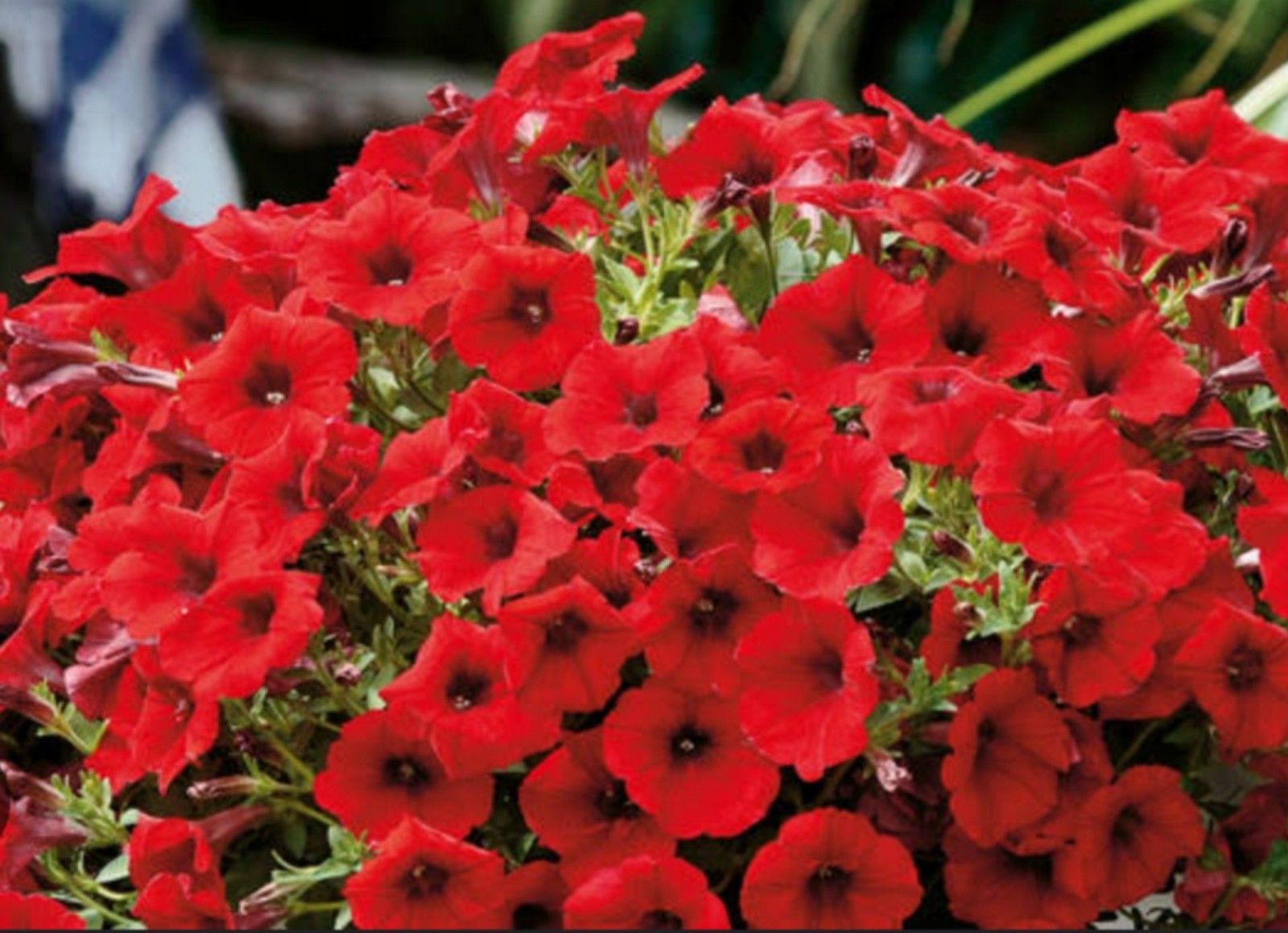 Petunia Plus Red, tanaman hias berbunga cantik dan indah/tangkapan layar youtube/channel Neo Official 