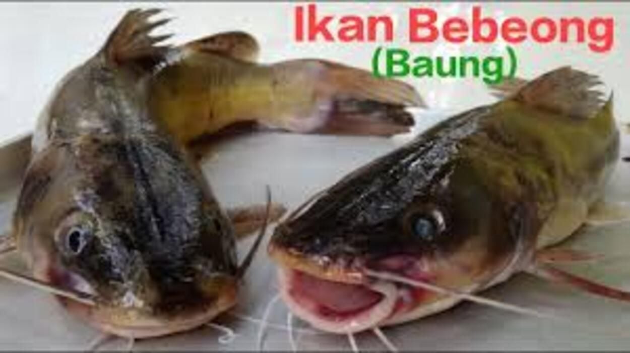 Ikan Bebeong/Baung