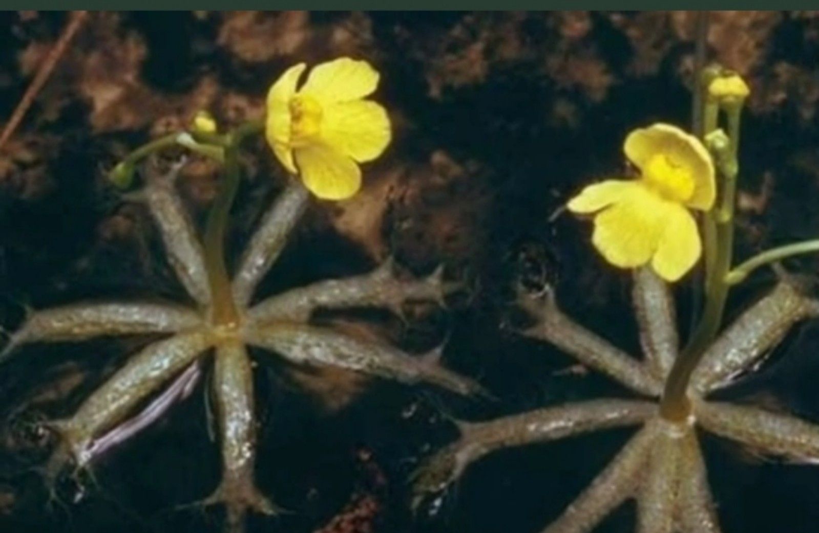 Bladderwort, tumbuhan pemakan serangga/tangkapan layar youtube/channel Kebun Rimbun 