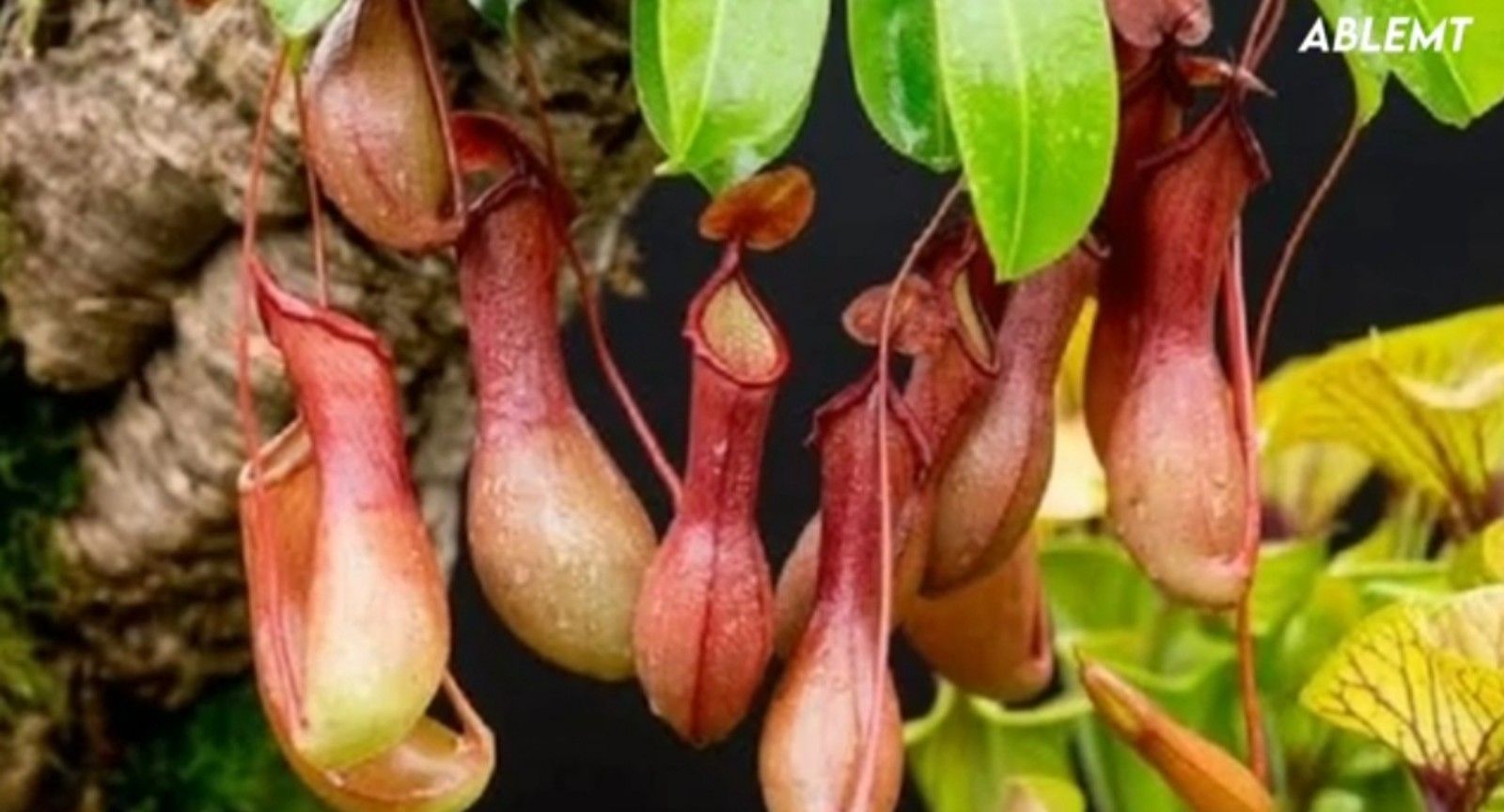 Kantong Semar, tumbuhan pemakan serangga/tangkapan layar youtube/channel Kebun Rimbun 