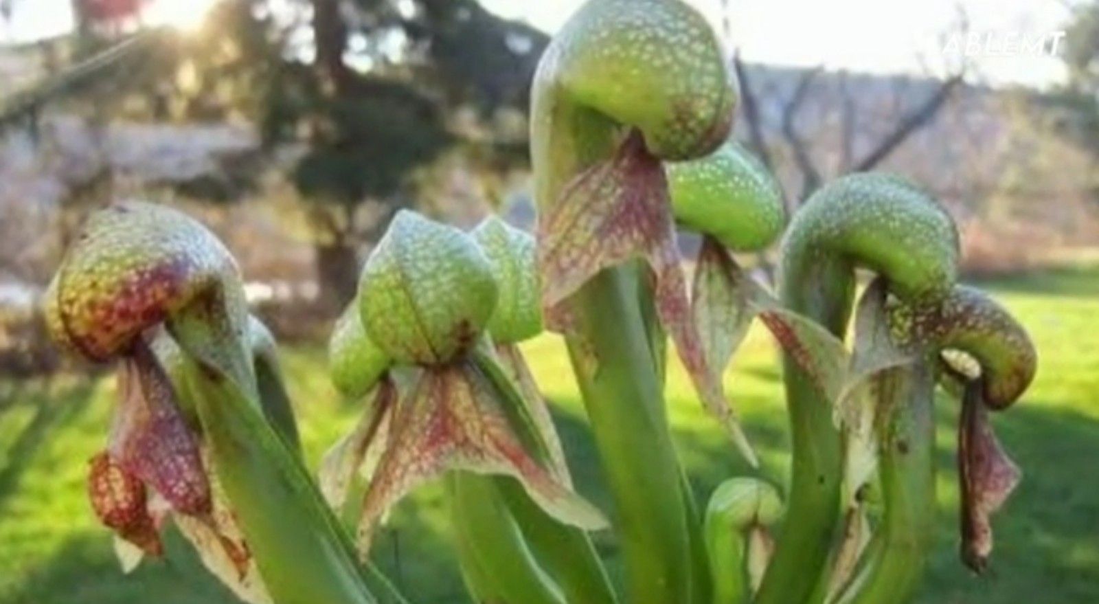 Tanaman Cobra Lily, tumbuhan pemakan serangga/tangkapan layar youtube/channel Kebun Rimbun 