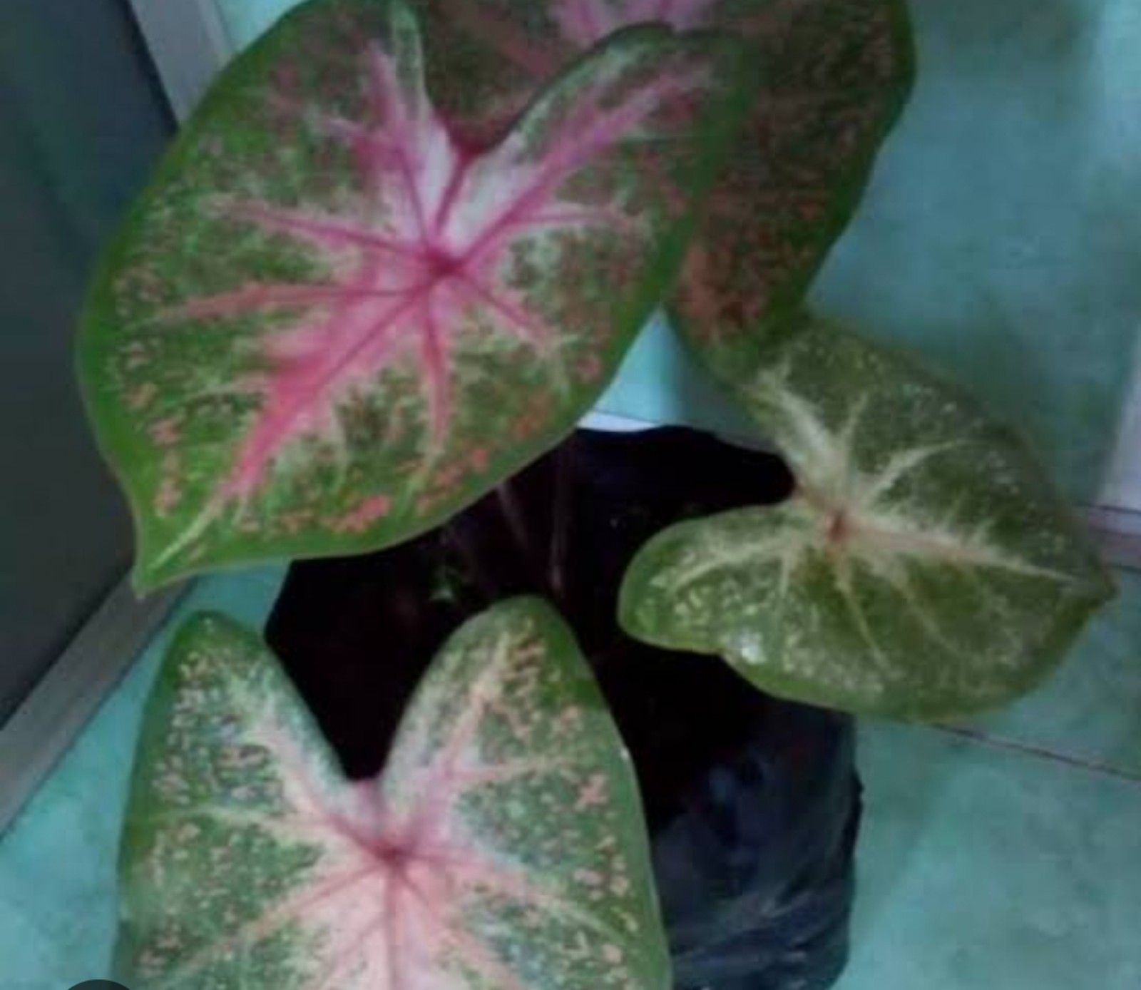 Keladi Pink Star, tanaman hias varietas keladi/tangkapan layar youtube/SSP Channel 