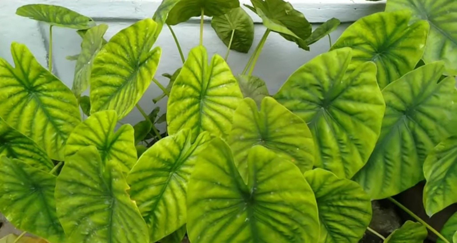 Keladi Tengkorak Hijau, tanaman hias varietas keladi/tangkapan layar youtube/SSP Channel 