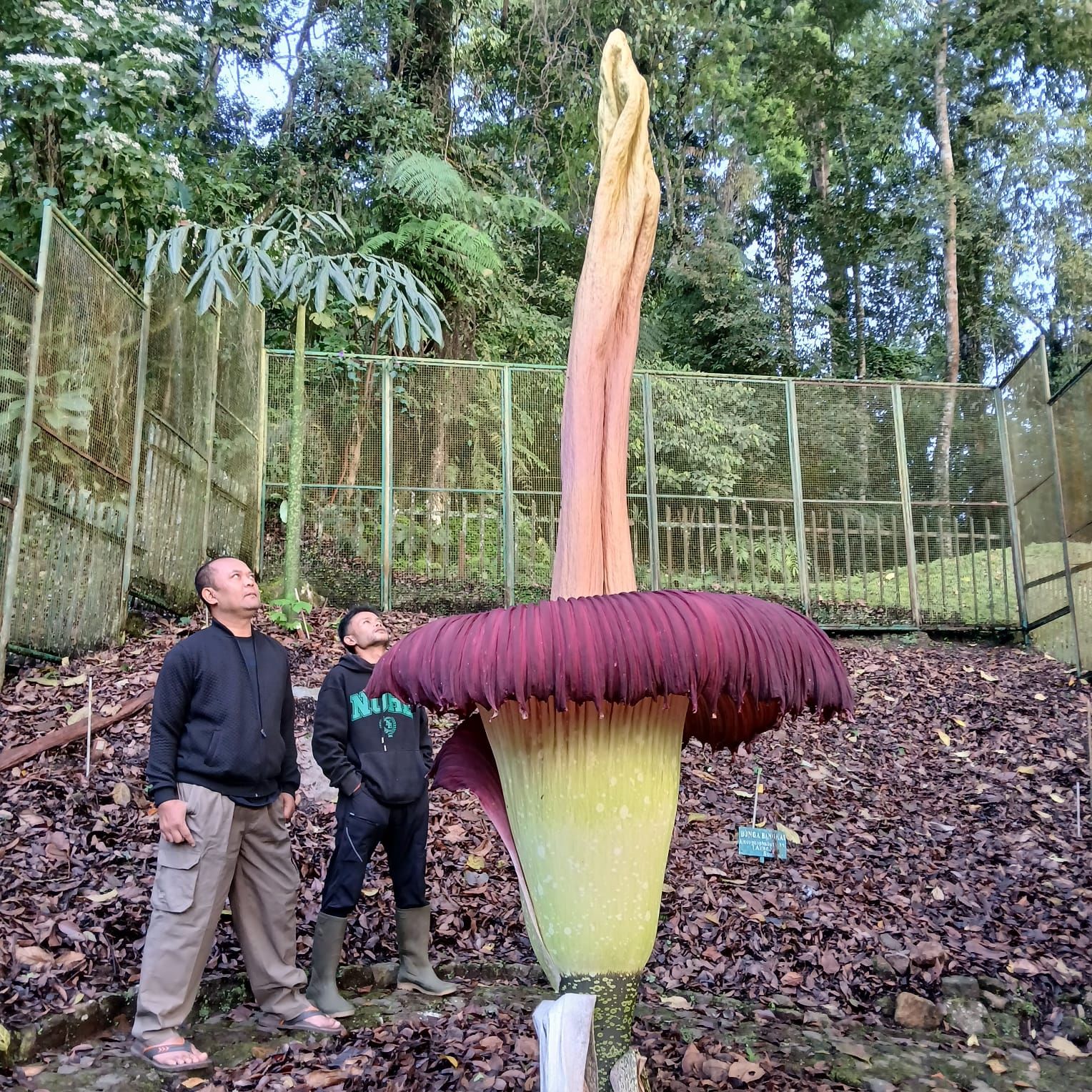 Indukan bunga bangkai mekar di Kebun Raya Cibodas mencapai tinggi spadik 340 sentimeter (3,40 meter) dan lebar spatanya 159 cm, Minggu, 26 Mei 2024.   
