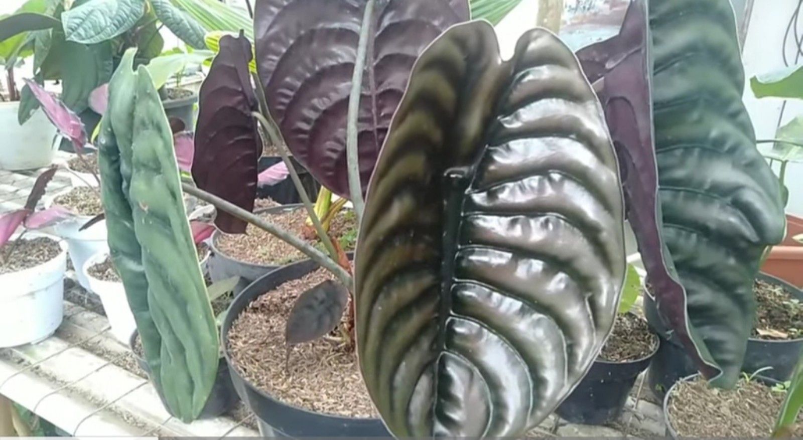 Keladi Tengkorak, tanaman hias varietas keladi/tangkapan layar youtube/SSP Channel 