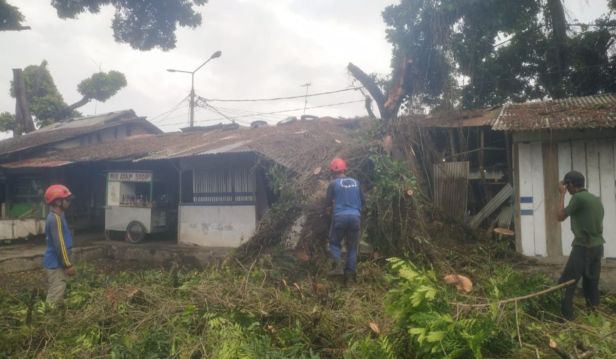 Anggota Tagana tampak sedang mengevaluasi pohon tumbang yang menimpa sebuah warung nasi di kawasan Terminal Pangandaran, Senin 3, Juni 2024.