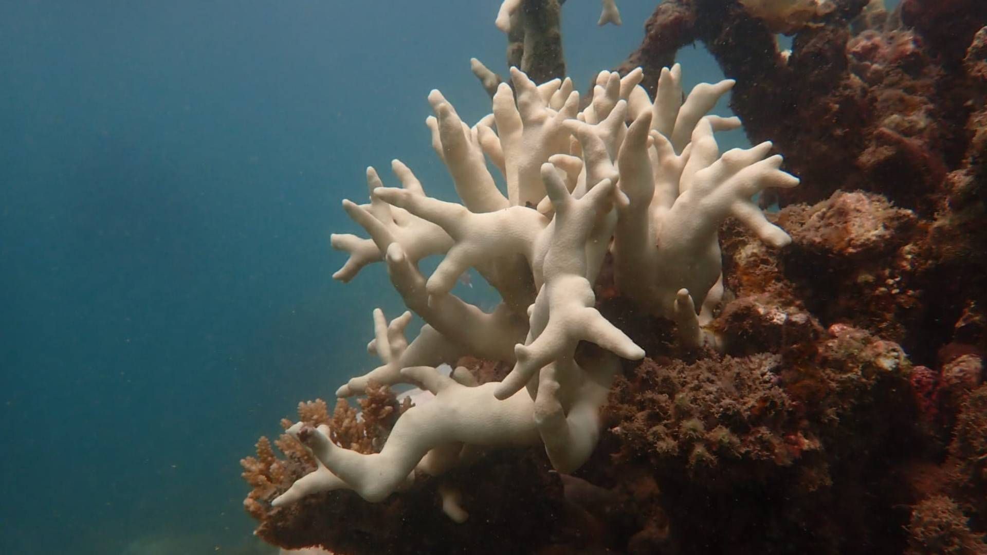 Salah satu keindahan terumbu karang di sekitar wilayah perairan bawah Laut Gusung Semut, Selindang Kelapa Kampit.
