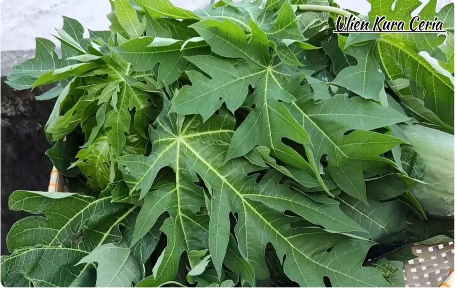 Beragam manfaat daun pepaya untuk kesehatan tubuh, salah satunya atasi nyeri haid/