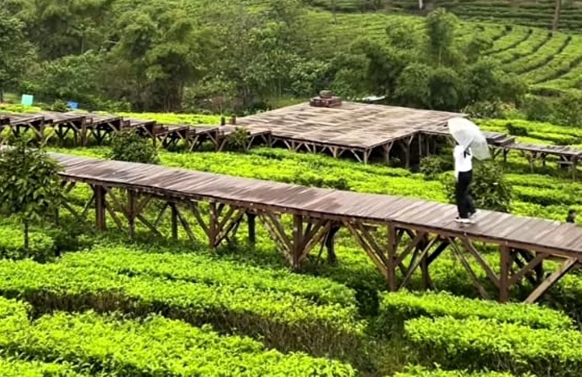 Tea bridge di agrowisata perkebunan Gunung Mas