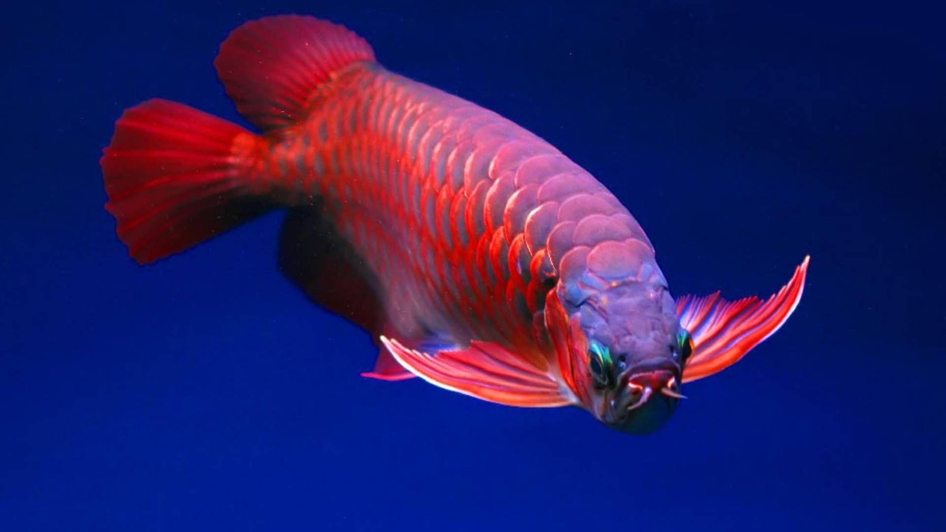 Jangan Asal Pelihara, Berikut Tips Membeli serta Merawat Ikan Arwana Agar Sehat dan Indah