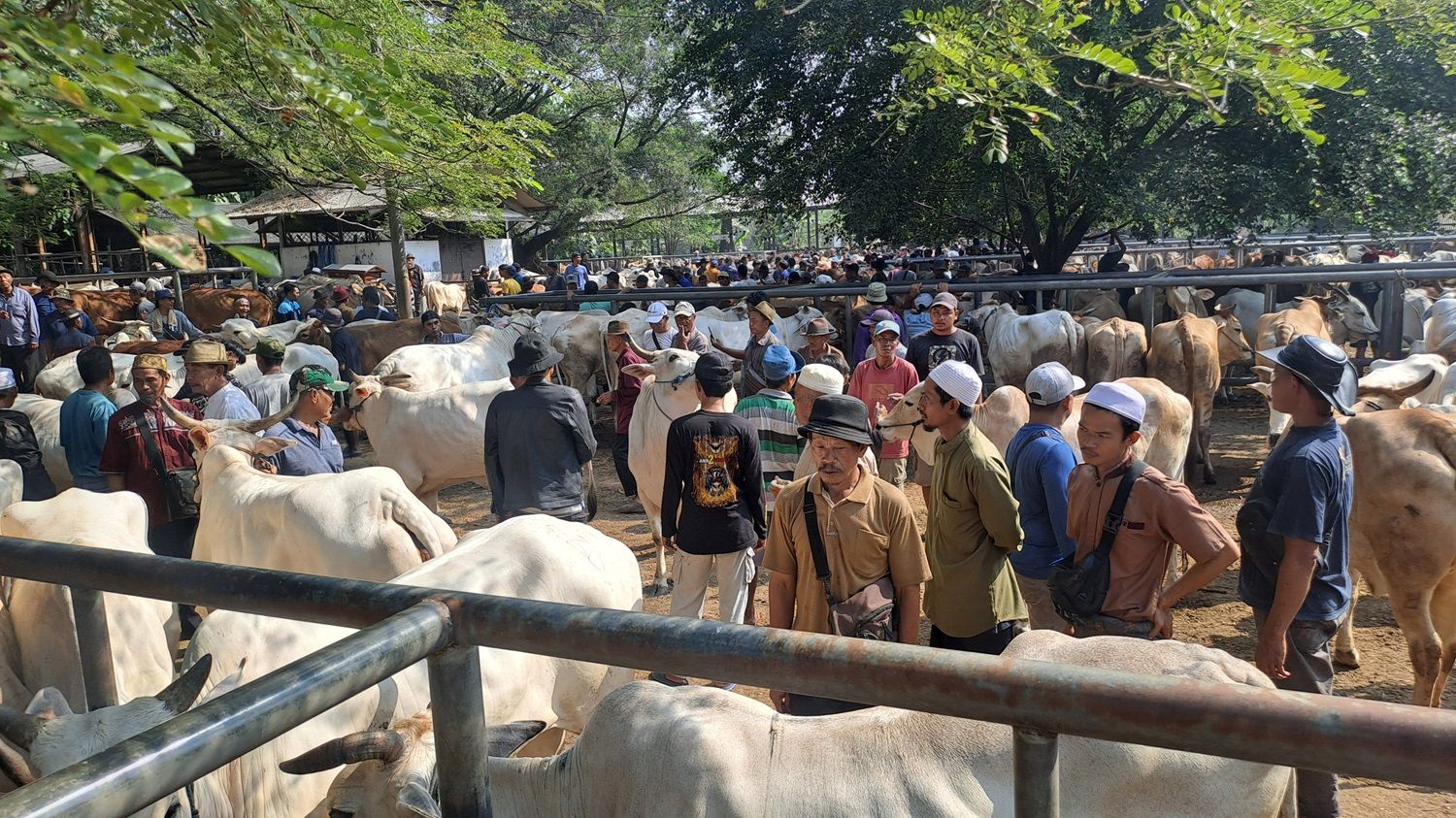 Suasana jual-beli hewan ternak di Pasar Ingon-ingon Desa Ciwareng Kecamatan Babakancikao Kabupaten Purwakarta pada Senin 10 Juni 2024.