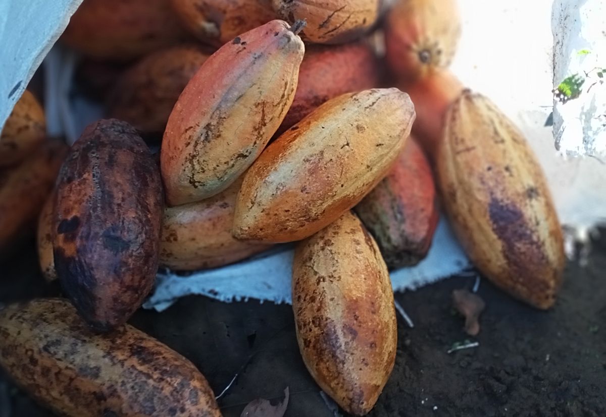 Komoditas kakao asal Jawa Barat