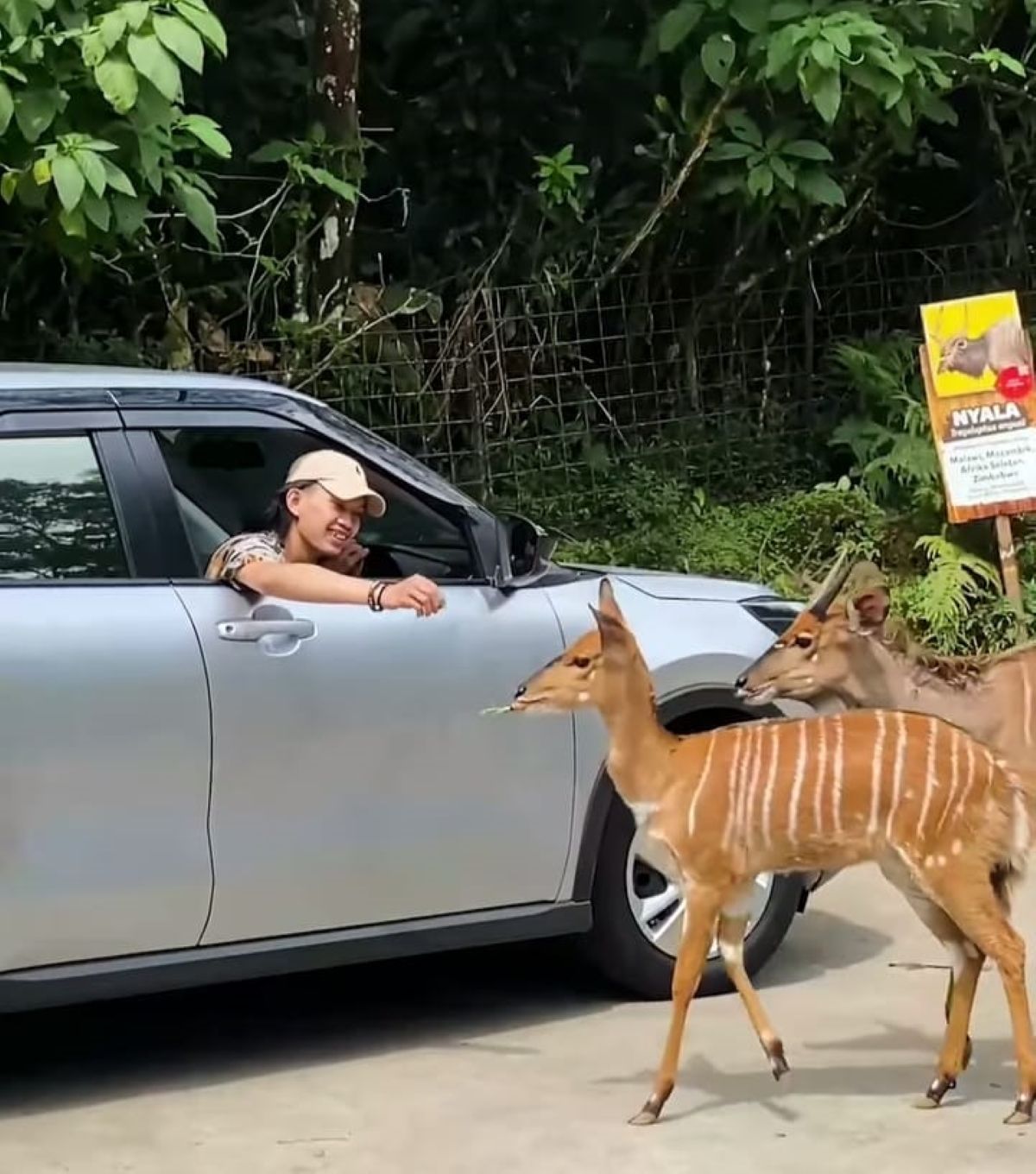 Pengunjung Taman Safari Bogor dapat berinteraksi langsung dengan binatang dari dalam mobil memberi makan