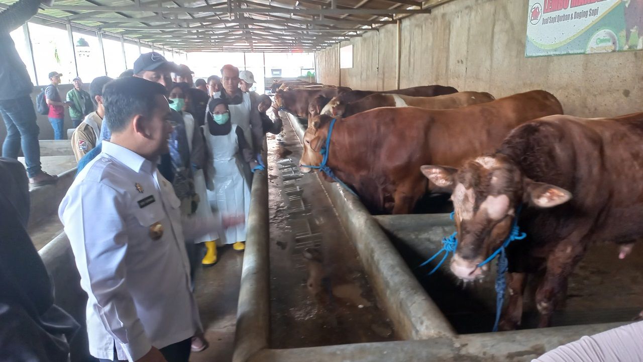 Pj Bupati Majalengka Dedi Supandi saat meninjau peternakan sapi.