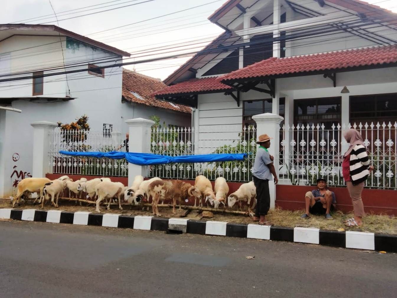 Salah satu lokasi penjualan hewan kurban kambing, yakni di jalan Juanda, Kelurahan Purwawinangun, Kecamatan / Kabupaten Kuningan, Jawa Barat.*