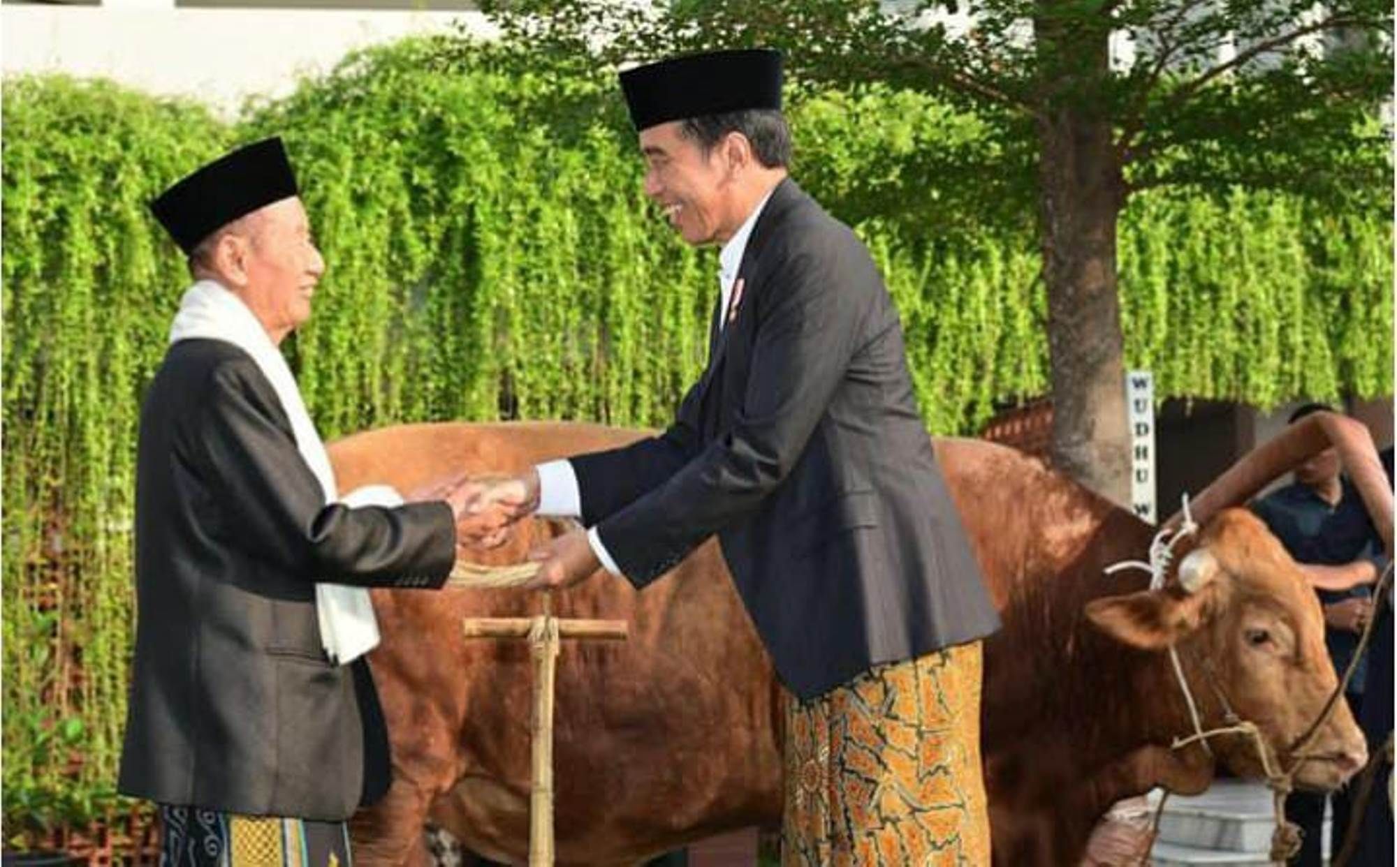 Presiden RI, Jokowi menyerahkan sapi seberat 1,250 ton kepada panitia qurban Masjid Baiturrahman Semarang.