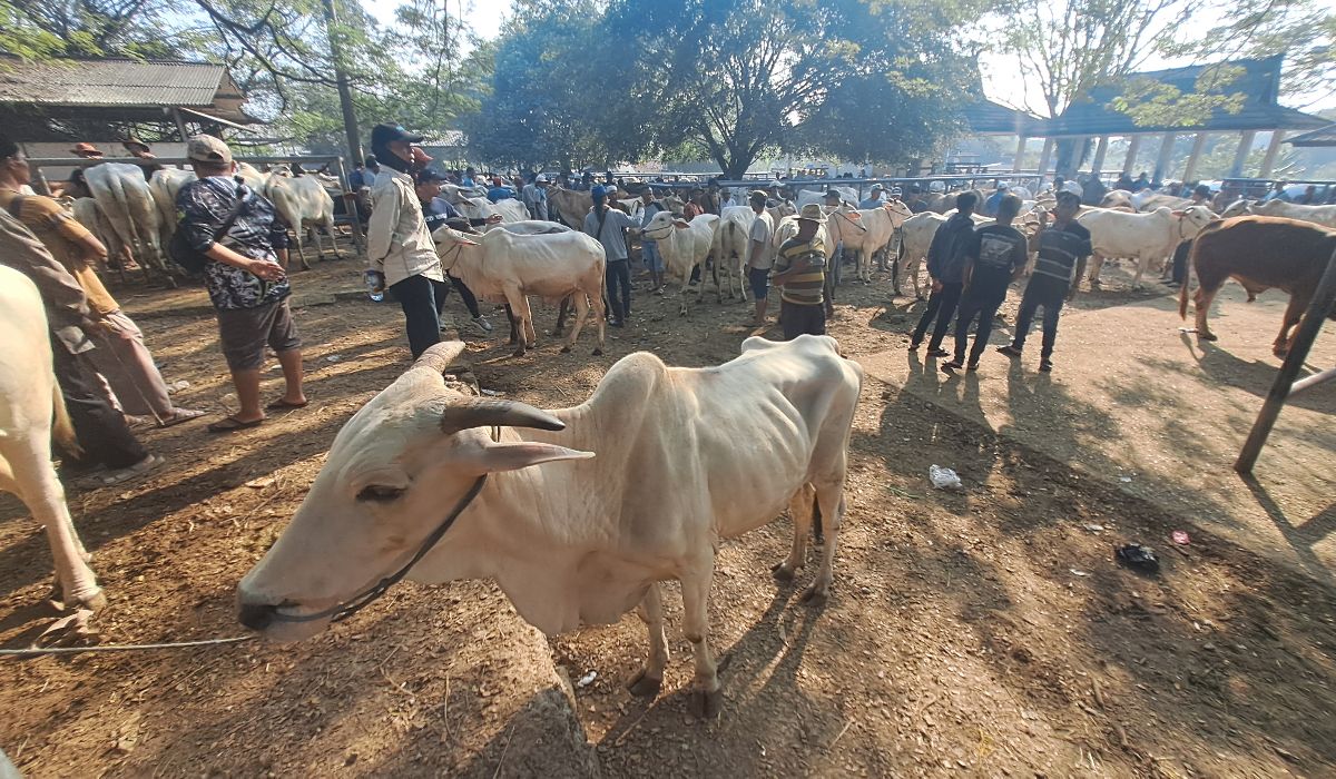 Kondisi sapi yang dijual di Pasar Ingon-ingon Desa Ciwareng Kecamatan Babakancikao Kabupaten Purwakarta untuk Kurban beberapa waktu lalu. Pikiran Rakyat/Hilmi Abdul Halim