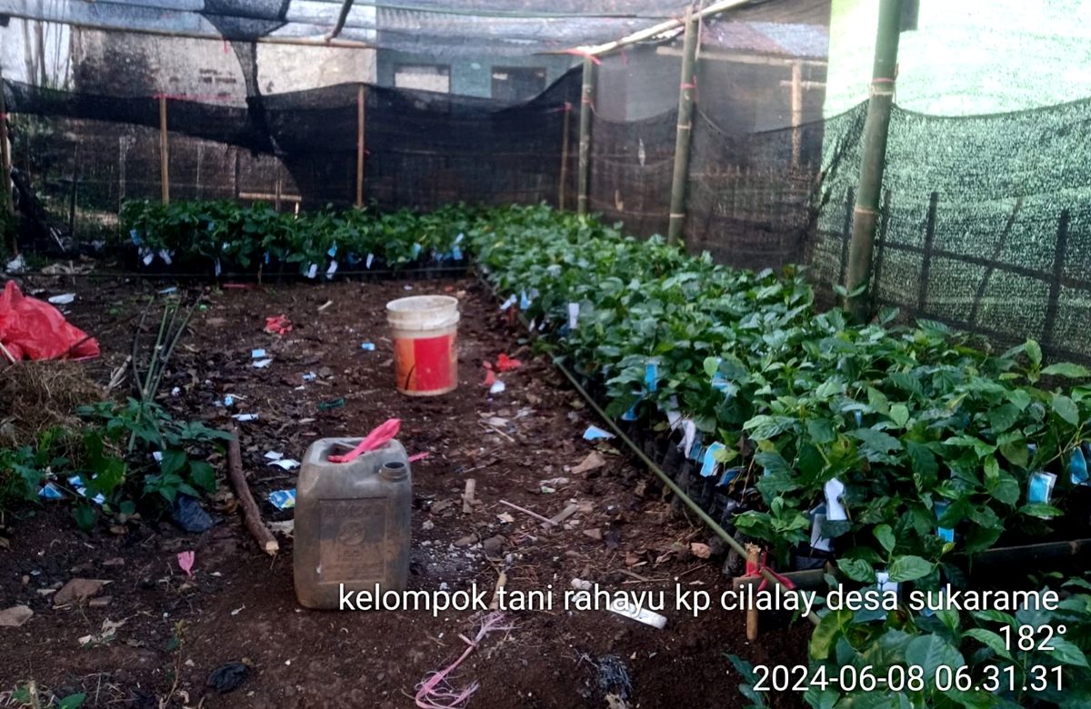 Penyesuaian lingkungan bibit tanaman kopi bantuan Disbun Jabar di Desa Sukarame, Pacet, Kabuoaten Bandung, 8 Juni 2024. 