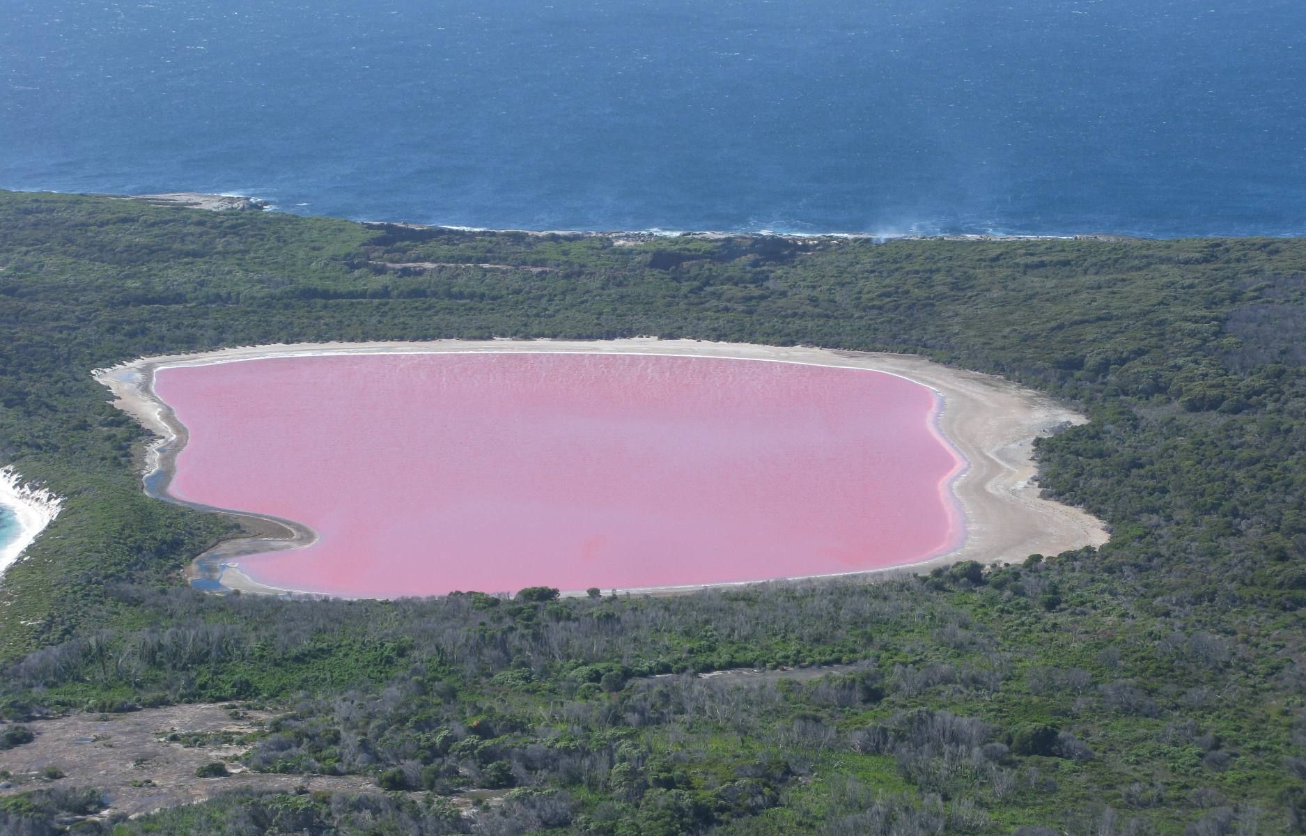 Danau berwarna merah muda ini terletak di Pulau Kanguru, Australia