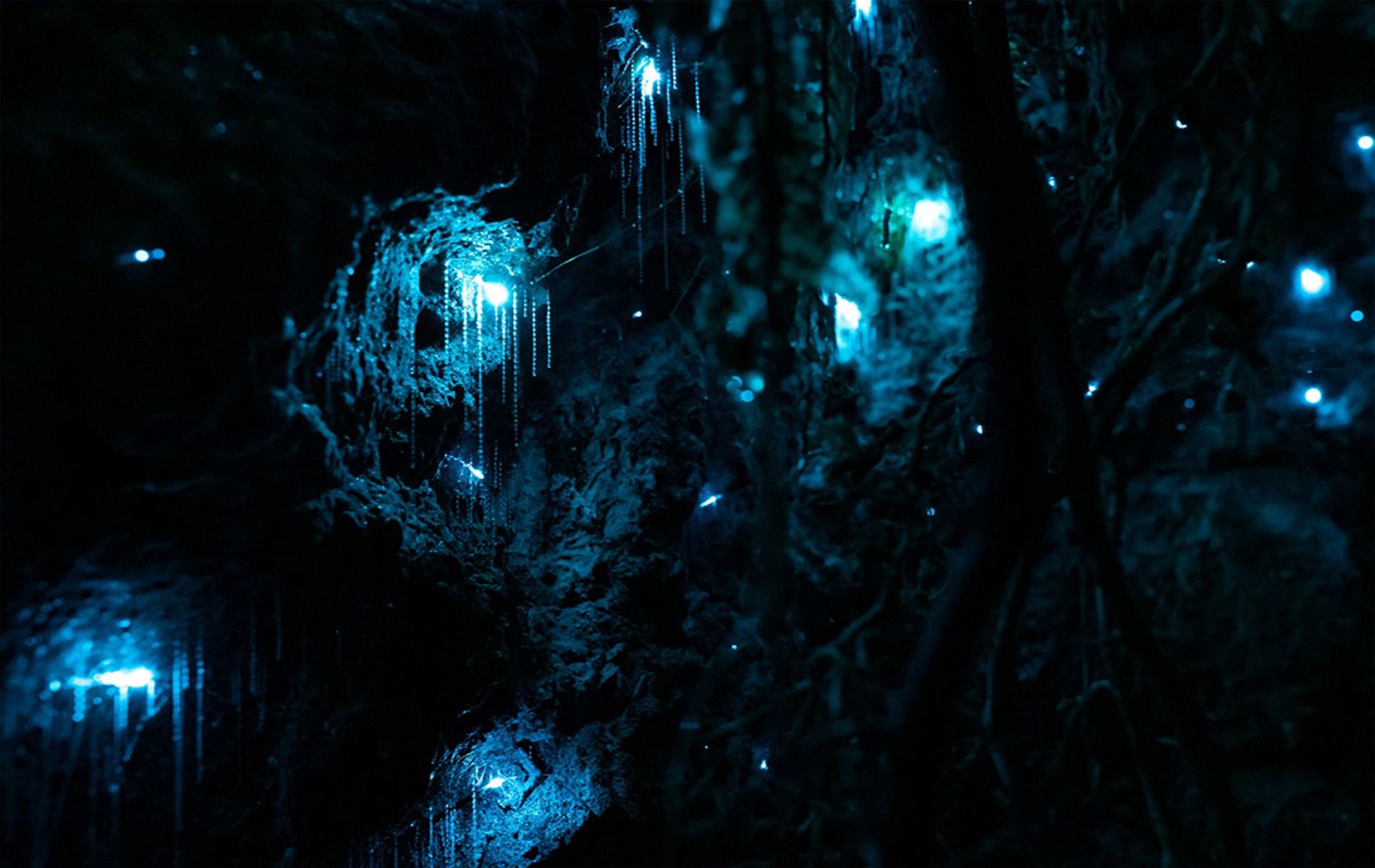 Di sini, kamu akan menemukan gua yang dipenuhi dengan cacing bercahaya yang menghasilkan efek indah bagaikan lautan bintang