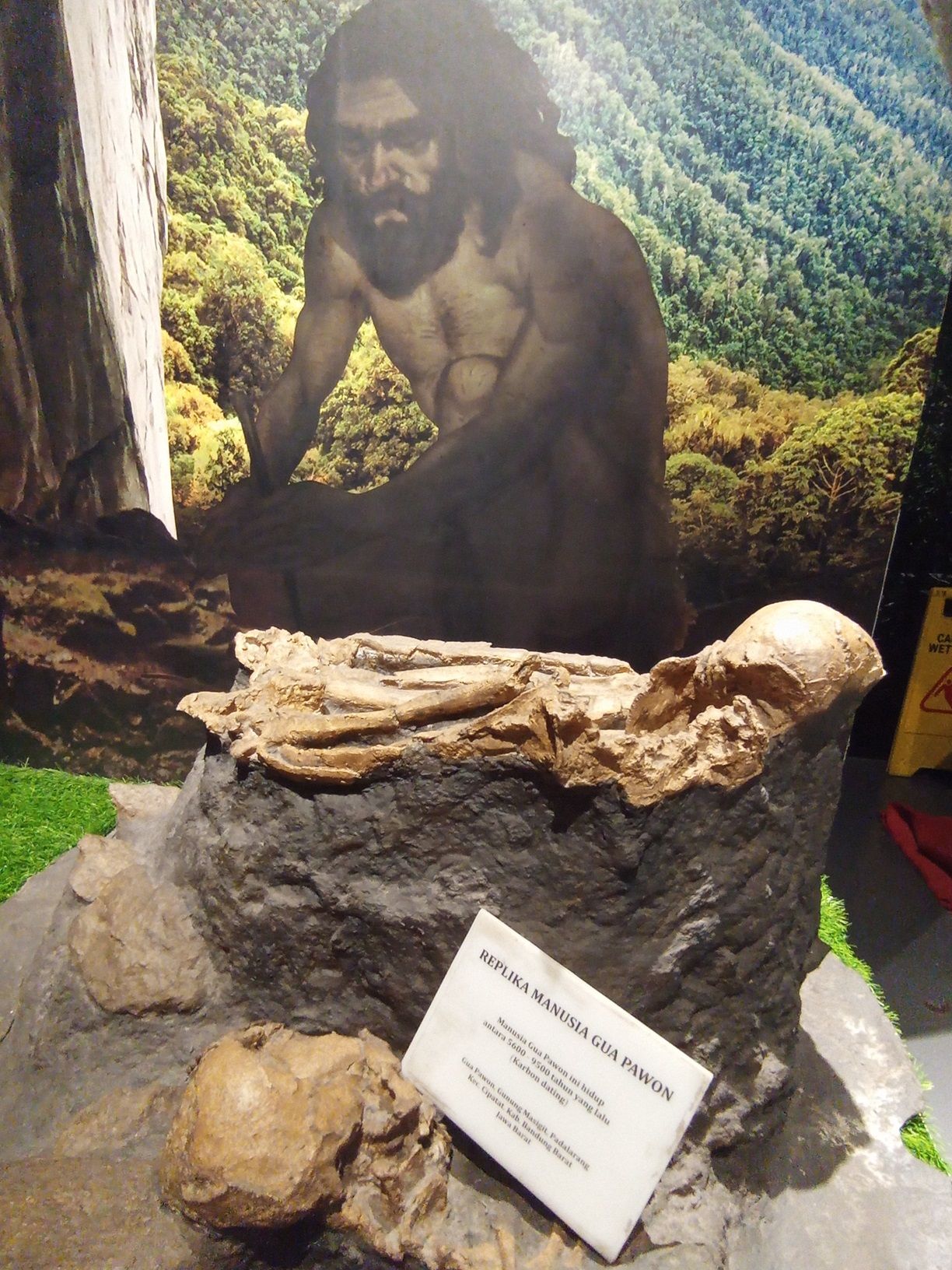 Gambar jeung replika fosil rangka Pawon Men atawa Manusa Pawon di Museum Geologi Bandung.* 