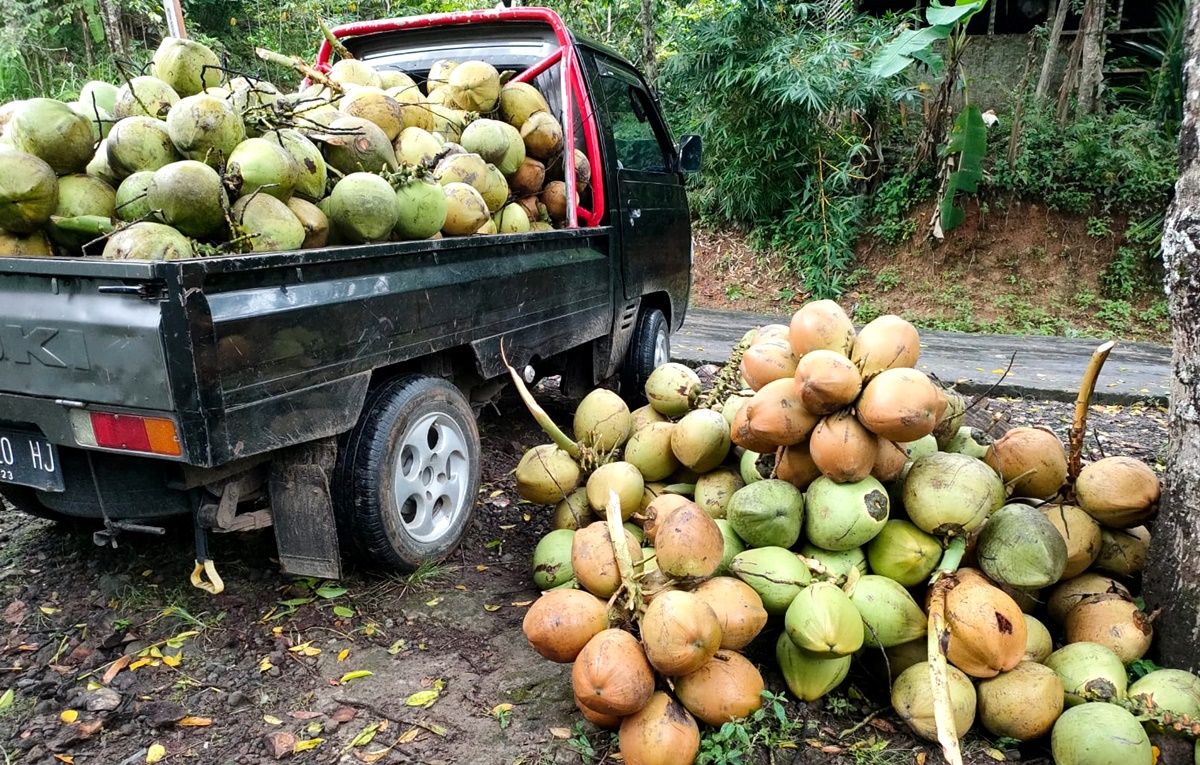Mobil pick up angkutan pertanian dan perkebunan.