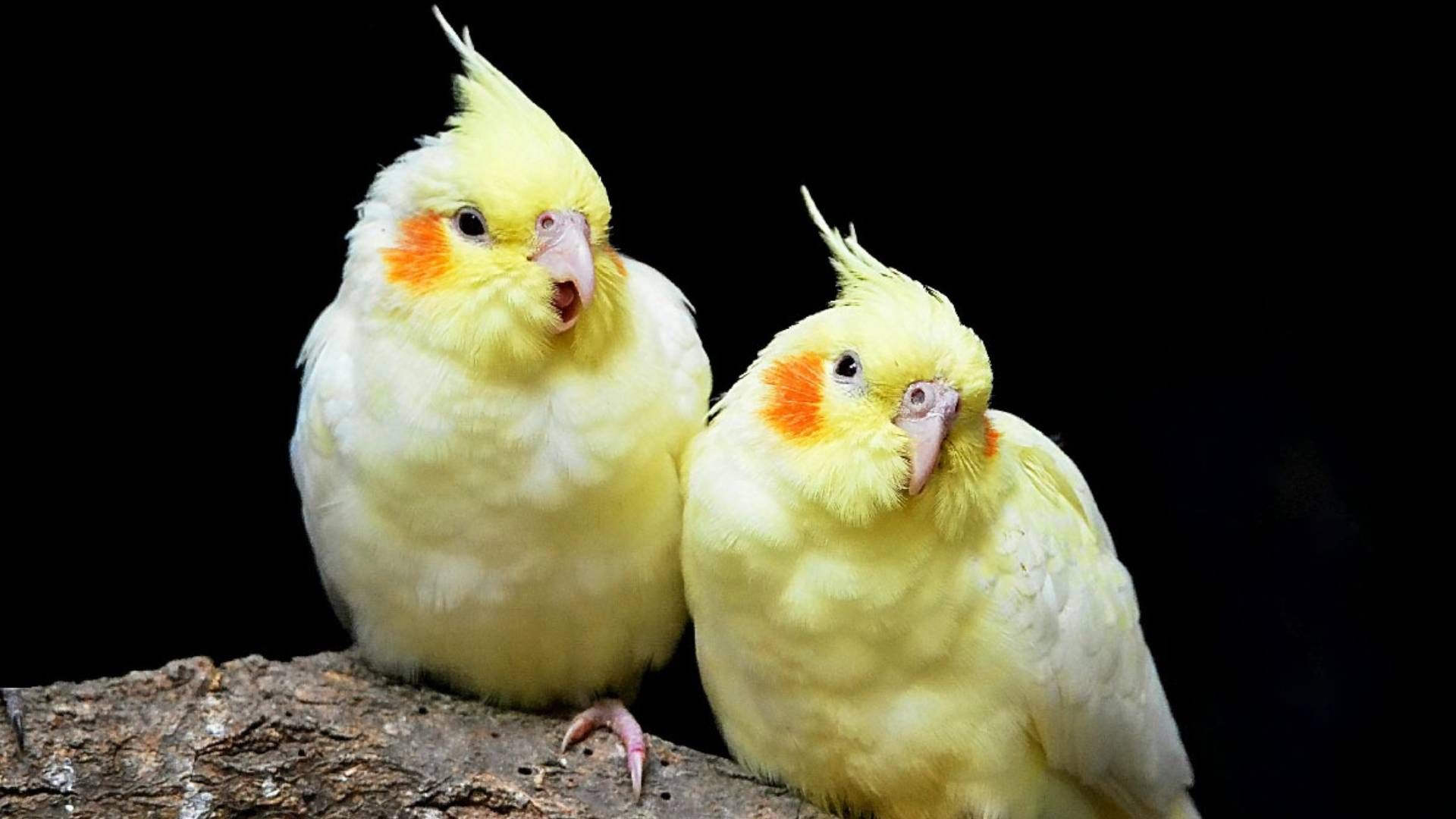Burung Cockatiel atau Parkit Australia