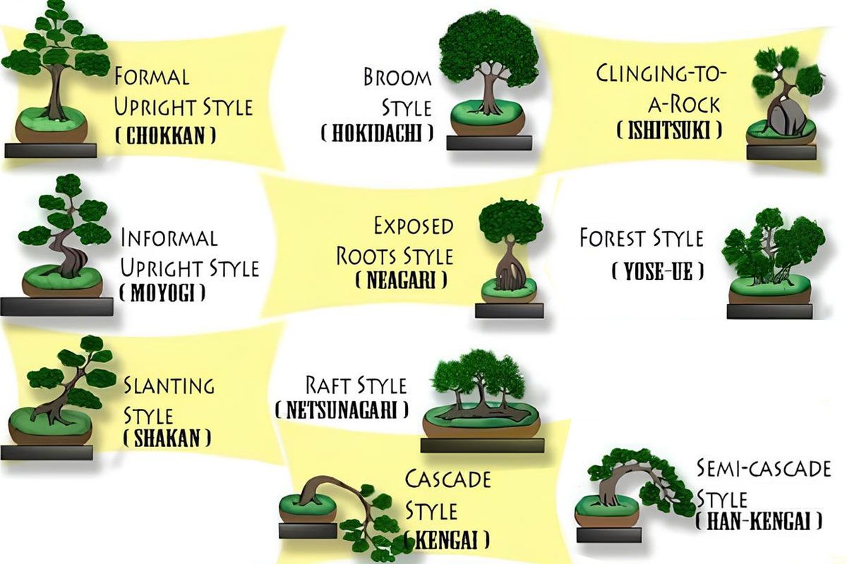 10 Jenis bonsai klasik